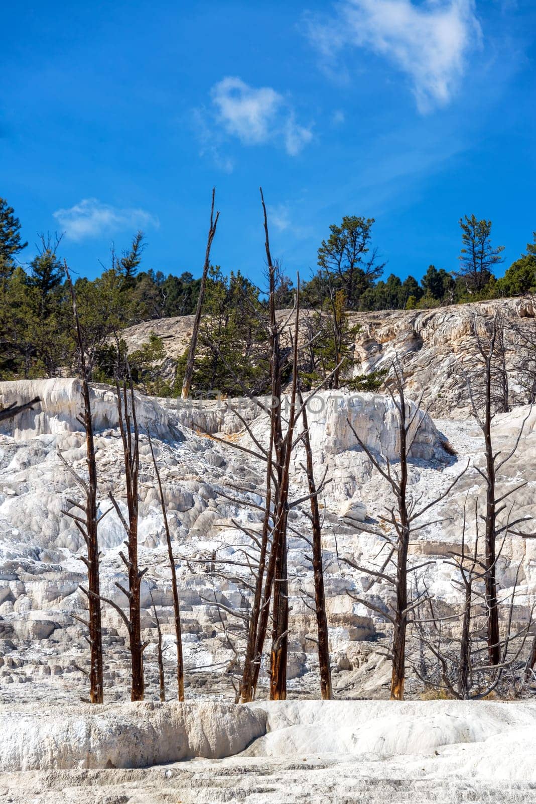 Forest of dead trees in Mammoth Hot Springs in Yellowstone National Park