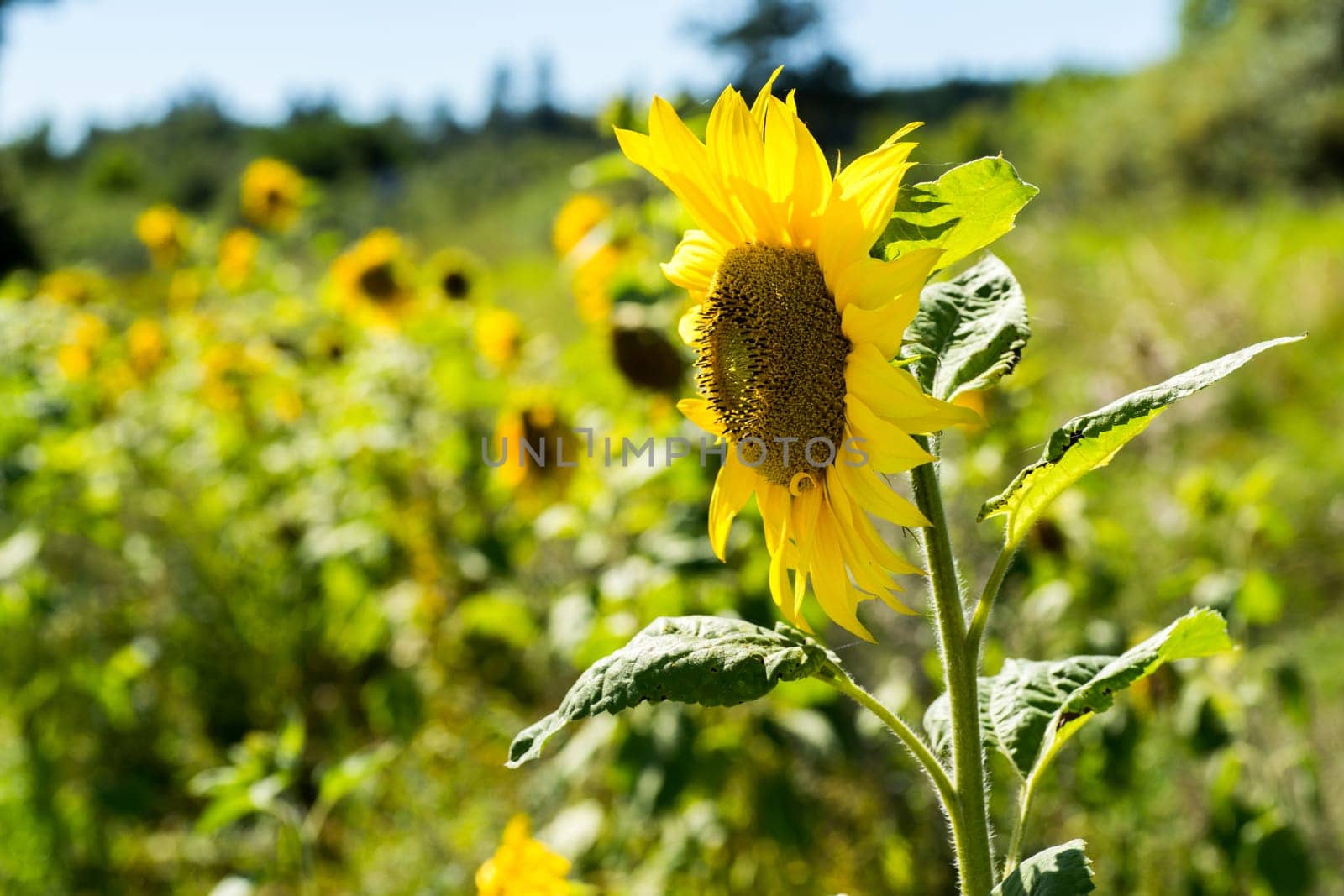 Sunflowers in full bloom in the sunshine