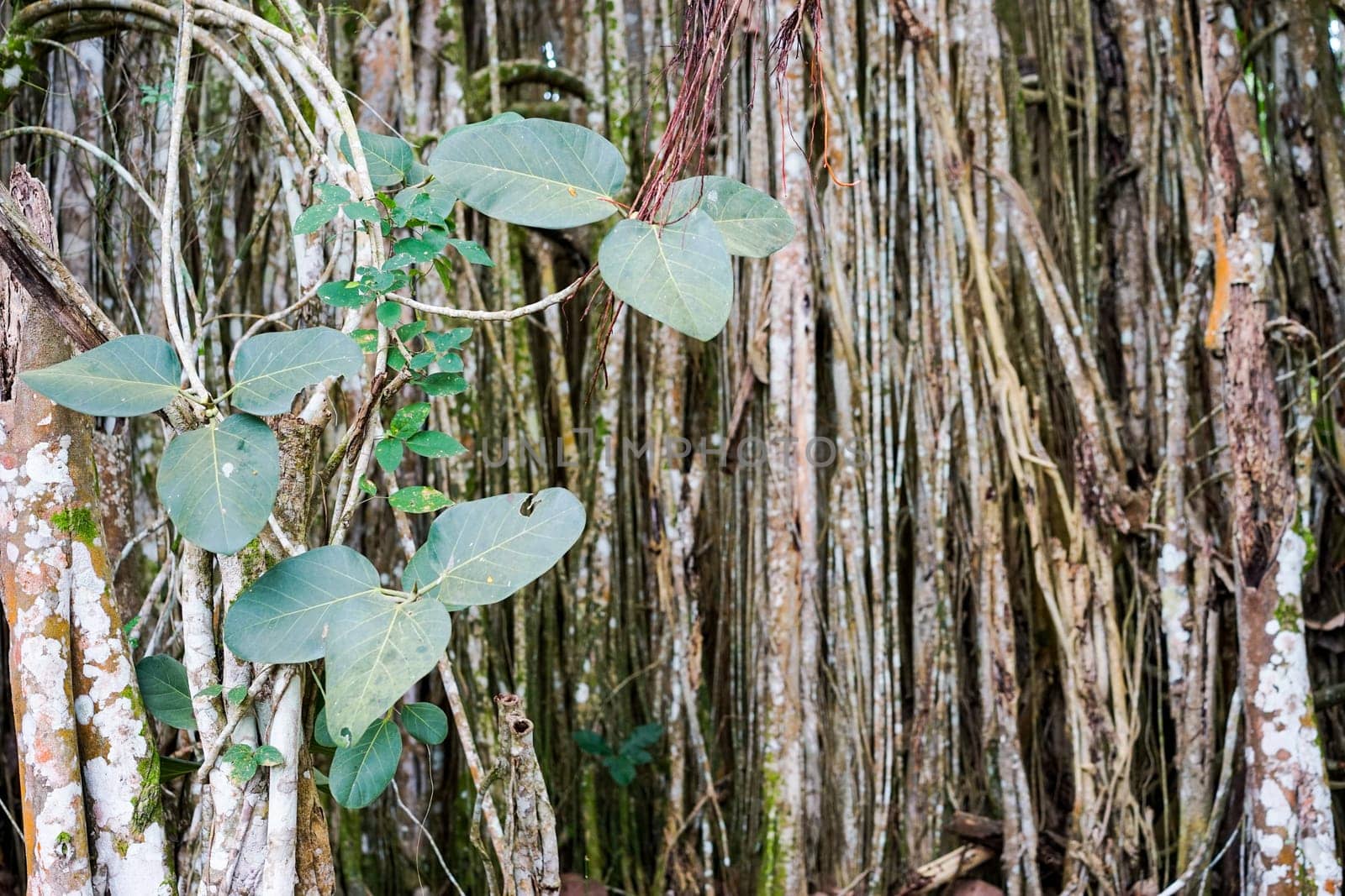 Banyan tree growing in the tropical Cuba