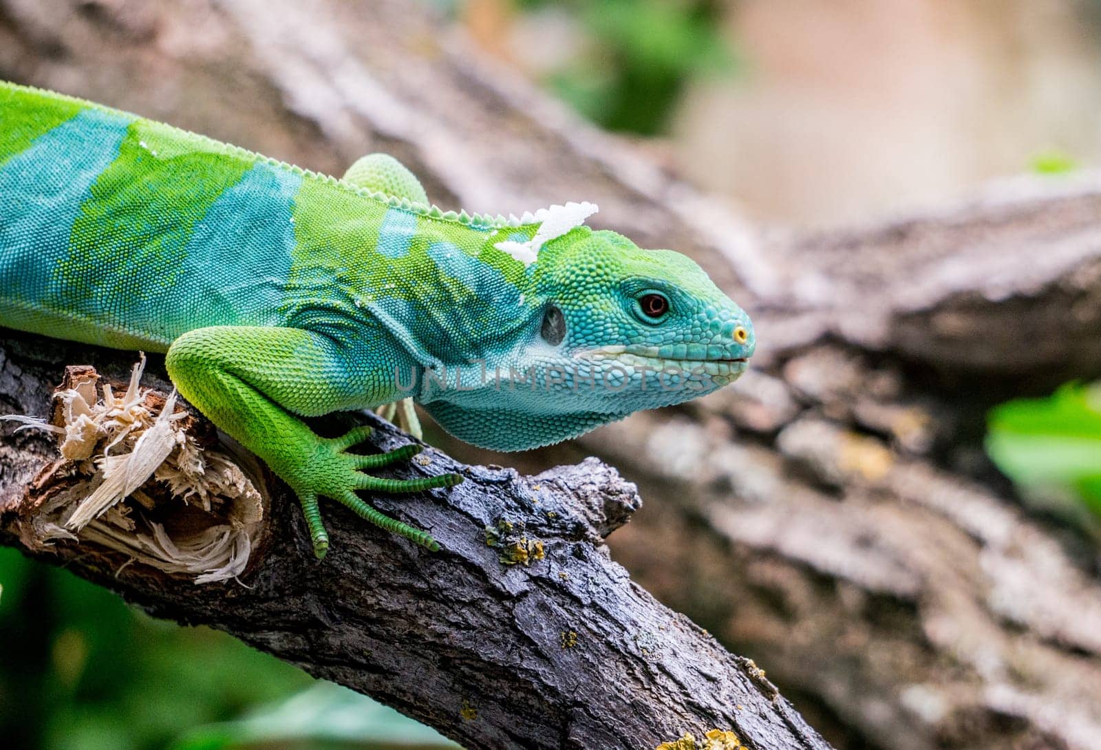 Fiji Banned Iguana sitting on a Branch