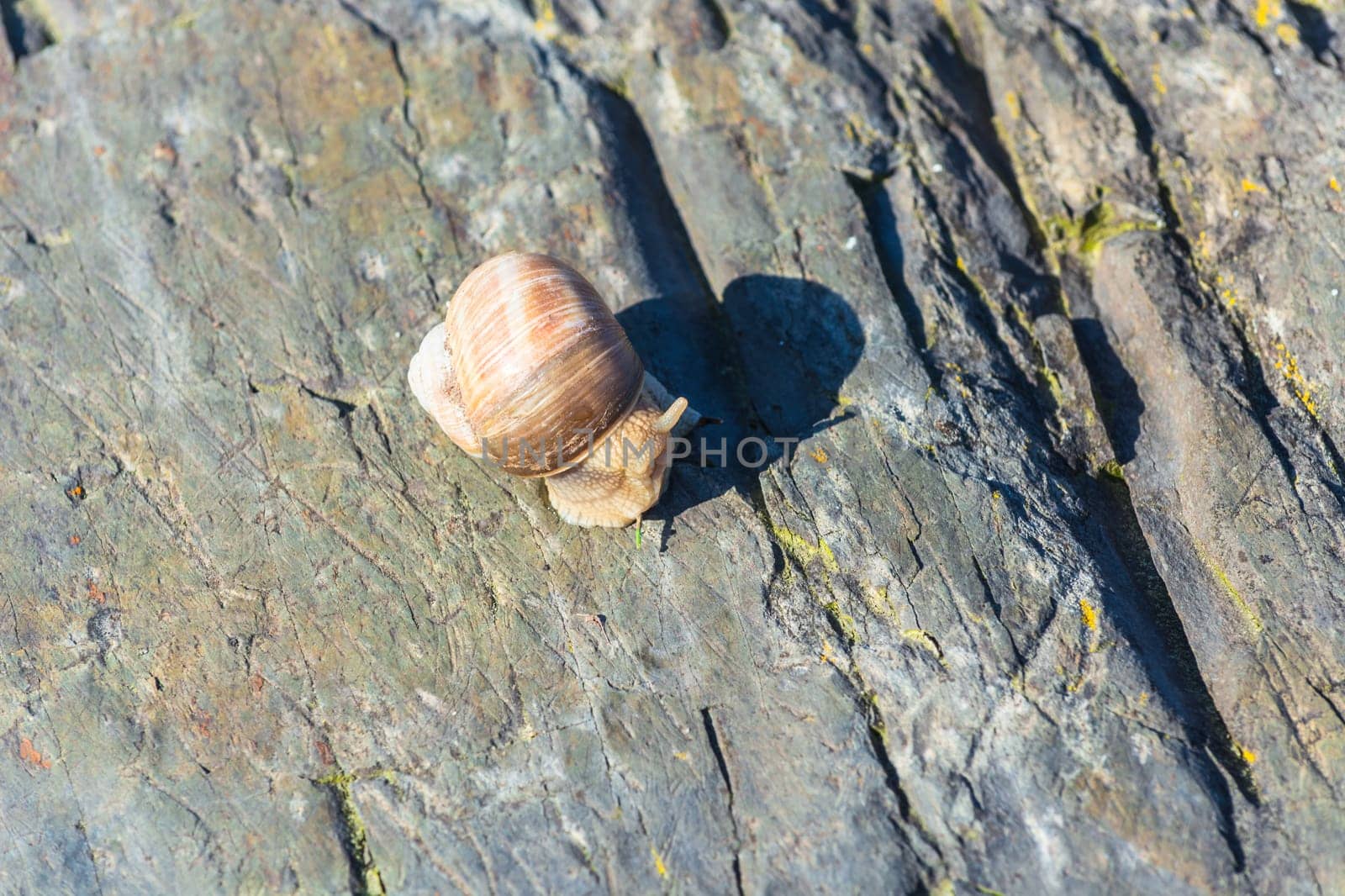 Close-up of a Burgundy snail on a stone,also known as a Roman snail.