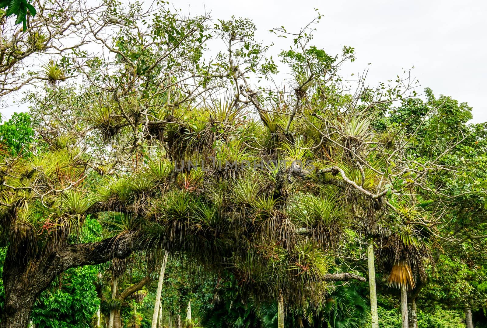 tree with parasitic plants in tropical forest