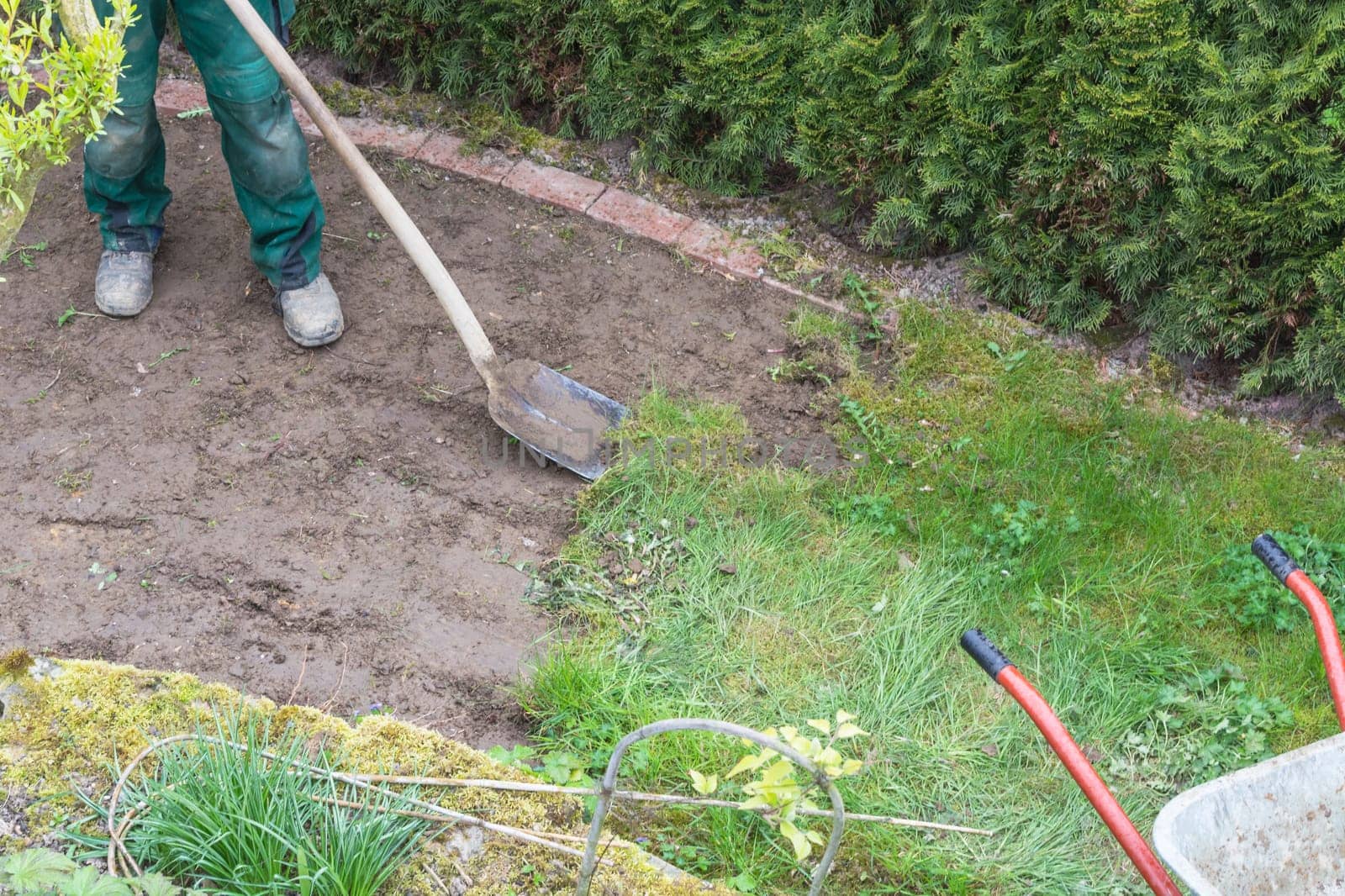 Gardening,piercing the old grass scar .