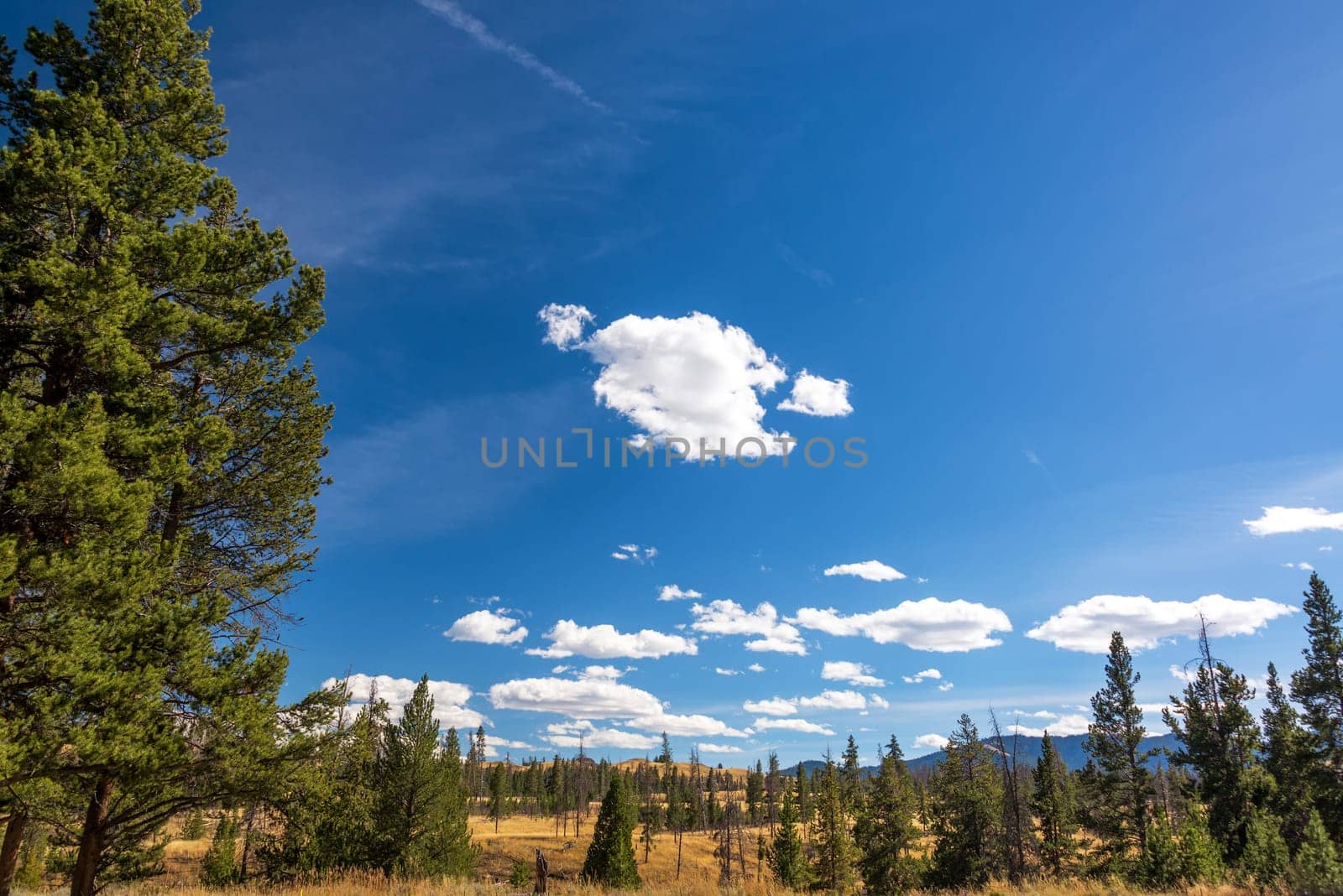 Beautiful landscape with blue sky and white fluffy clouds in Yellowstone National Park
