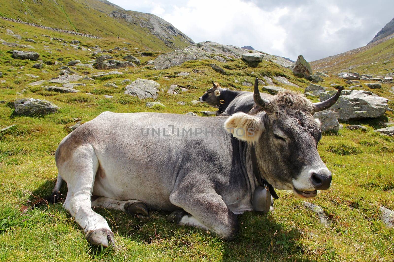 A relaxed Tyrolean grey cattle in the mountains. A grey cattle enjoy the summer on the Alpe