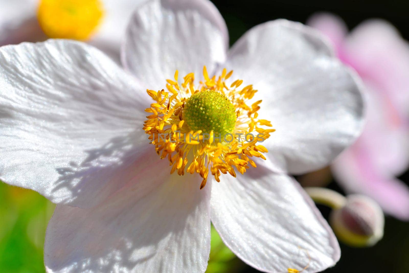 Flower background Summer pink abstract light Sunshine macro