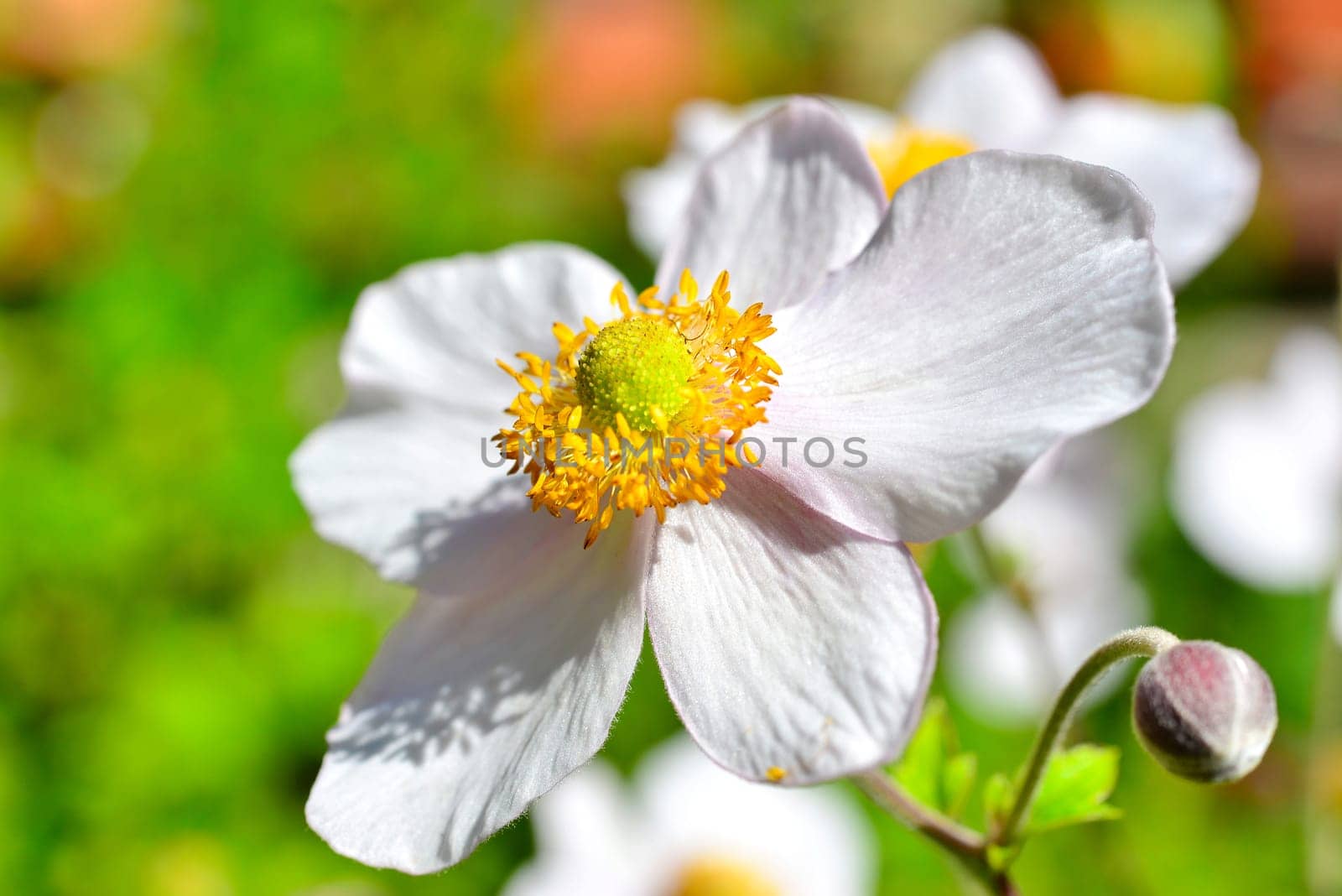 Flower background Summer pink abstract light Sunshine macro