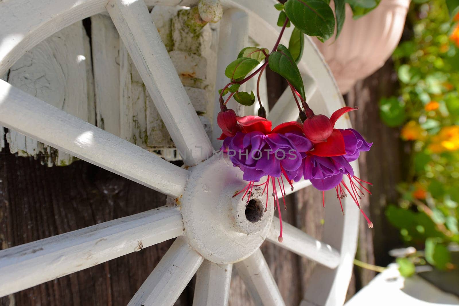 Garden hut in summer with lots of flowers