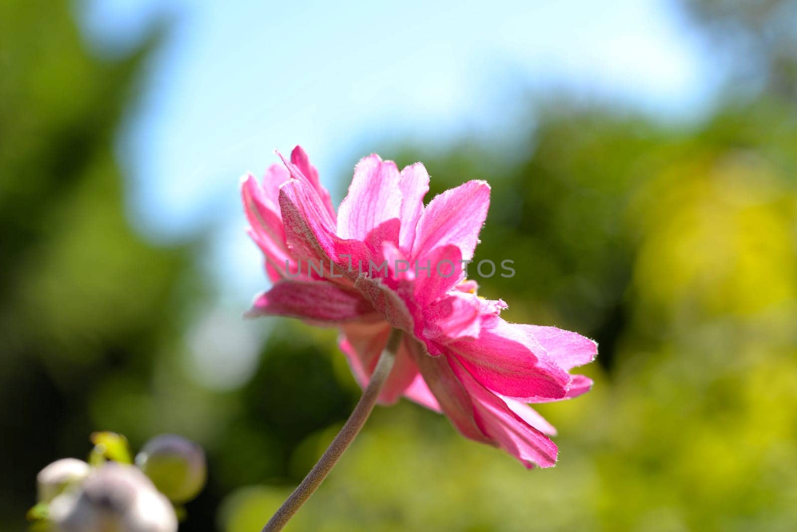 Flower background Summer pink abstract light Sunshine macro