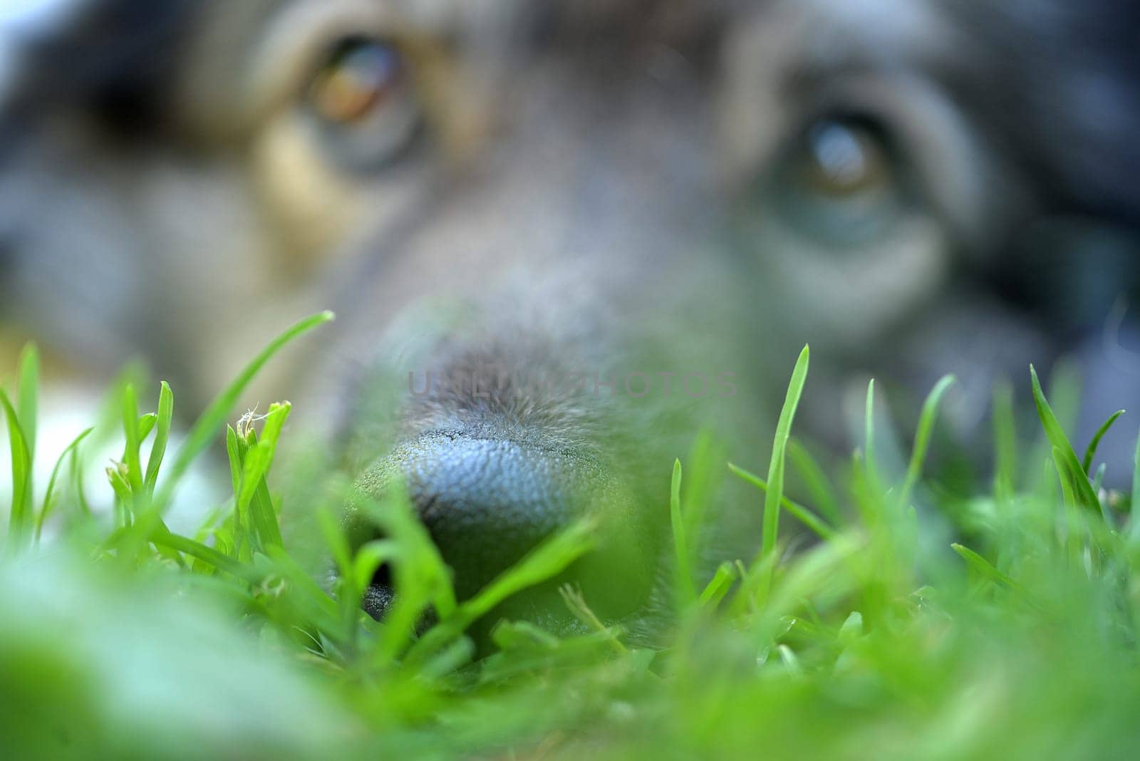 Dog's nose Dog in the grass