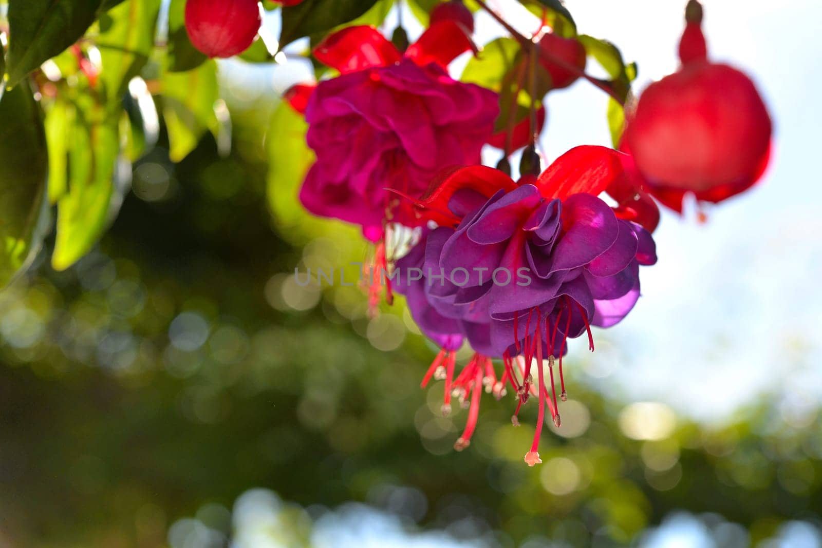 Flower background Summer pink abstract light Sunshine macro