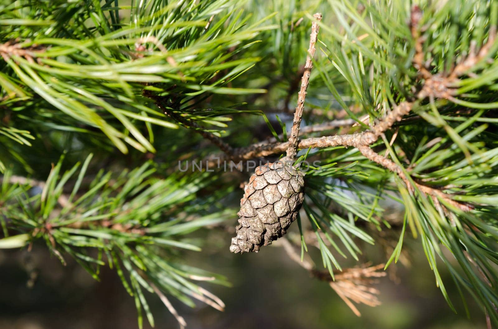 one lonely pinecone in the three behind the green needless