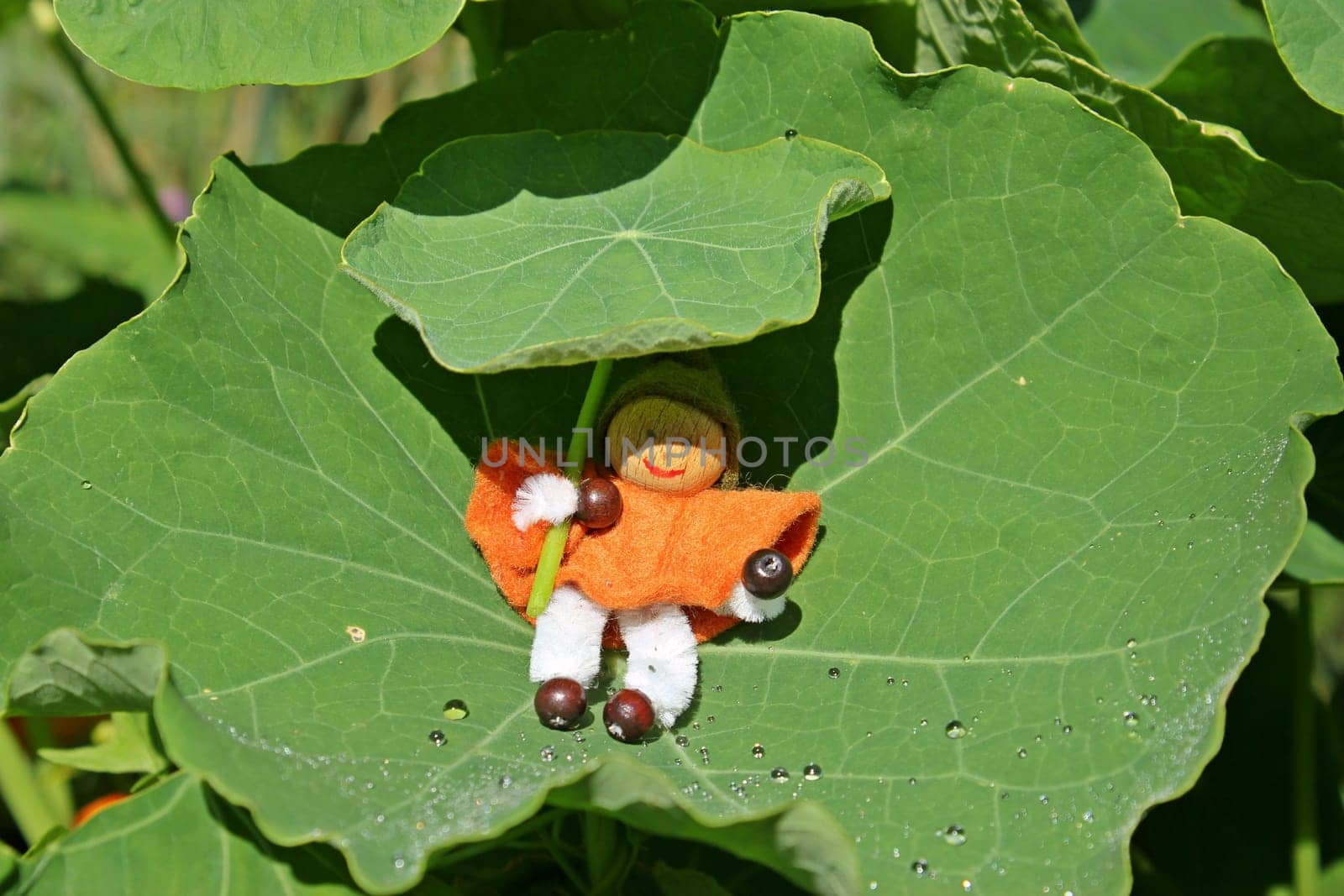 Little gnome with umbrella sits on leaf of the nasturtium