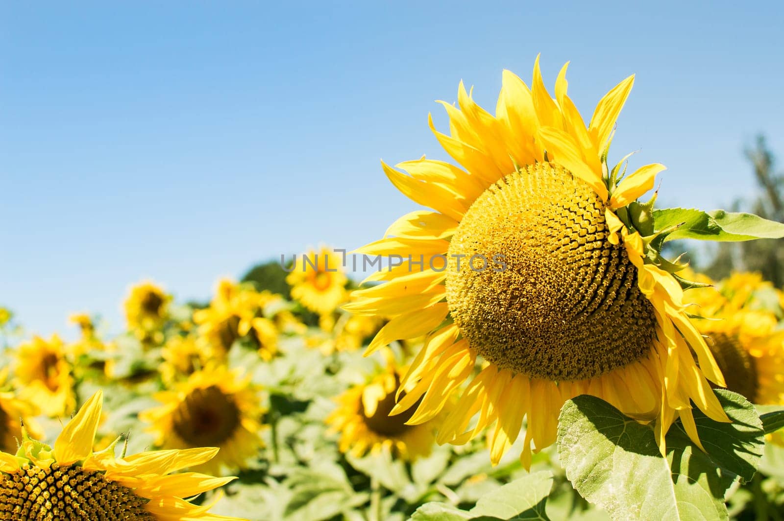 Sunflower with sunflower field and blue sky