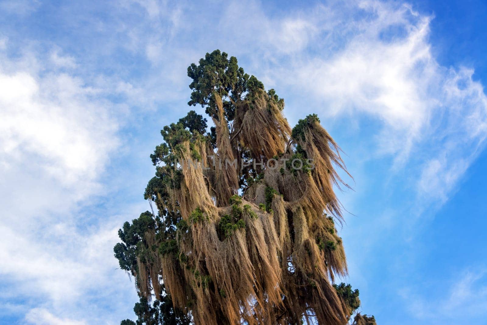 Tall moss covered tree with a beautiful sky in Villa de Leyva, Colombia