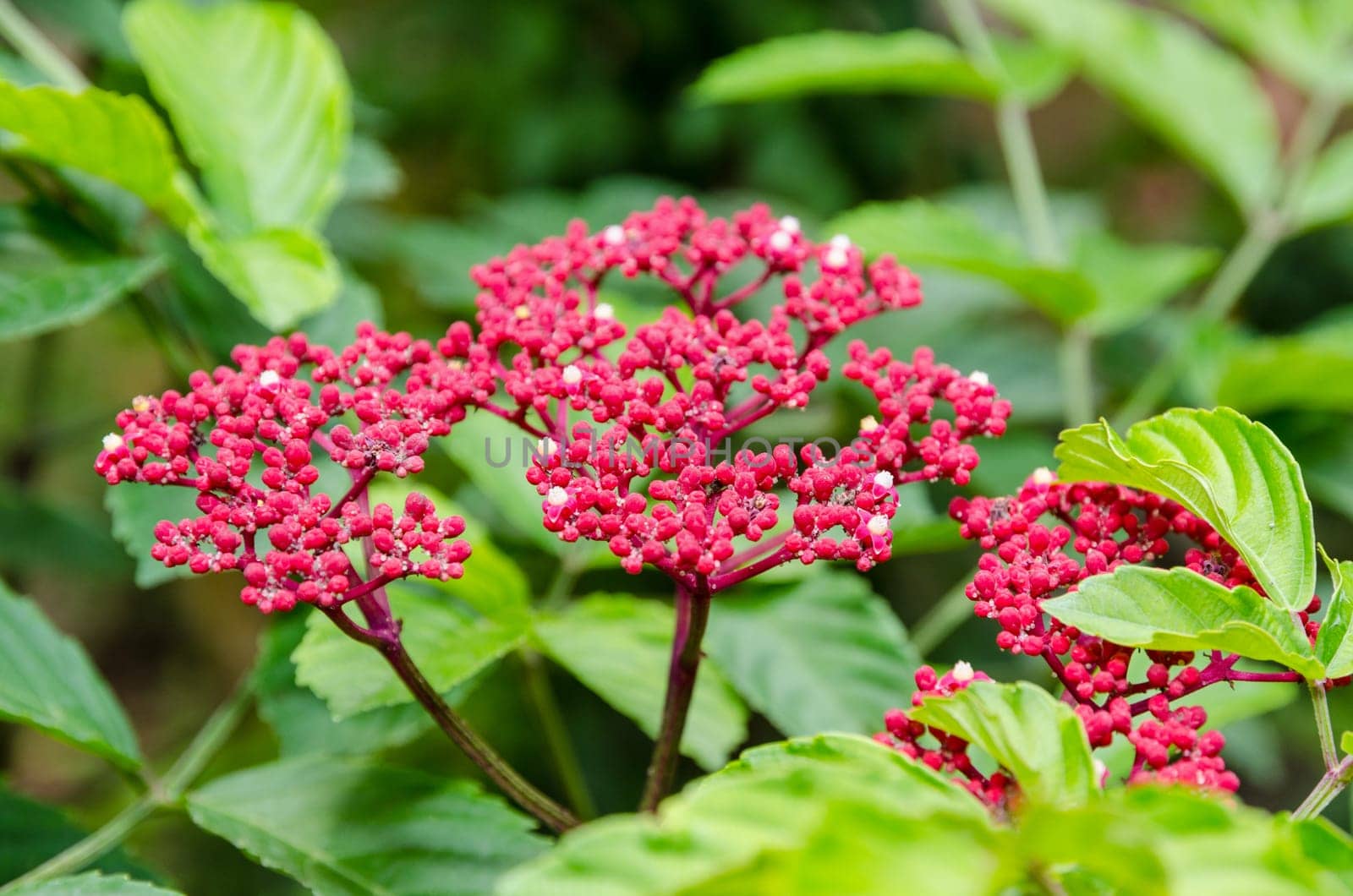 Beautiful small red flowers on shrub of Leea Rubra or Red Leea plant
