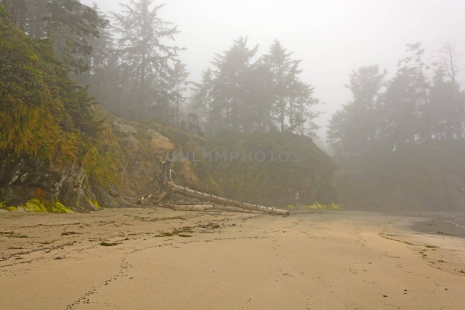 Morning Fog on Lighthouse Beach near Charleston, Oregon