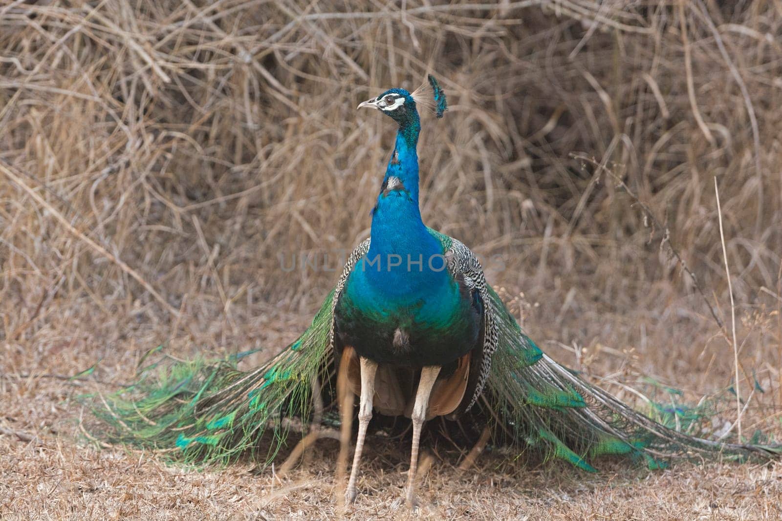 Peacock in the Forest in Nagarhole National Park in India