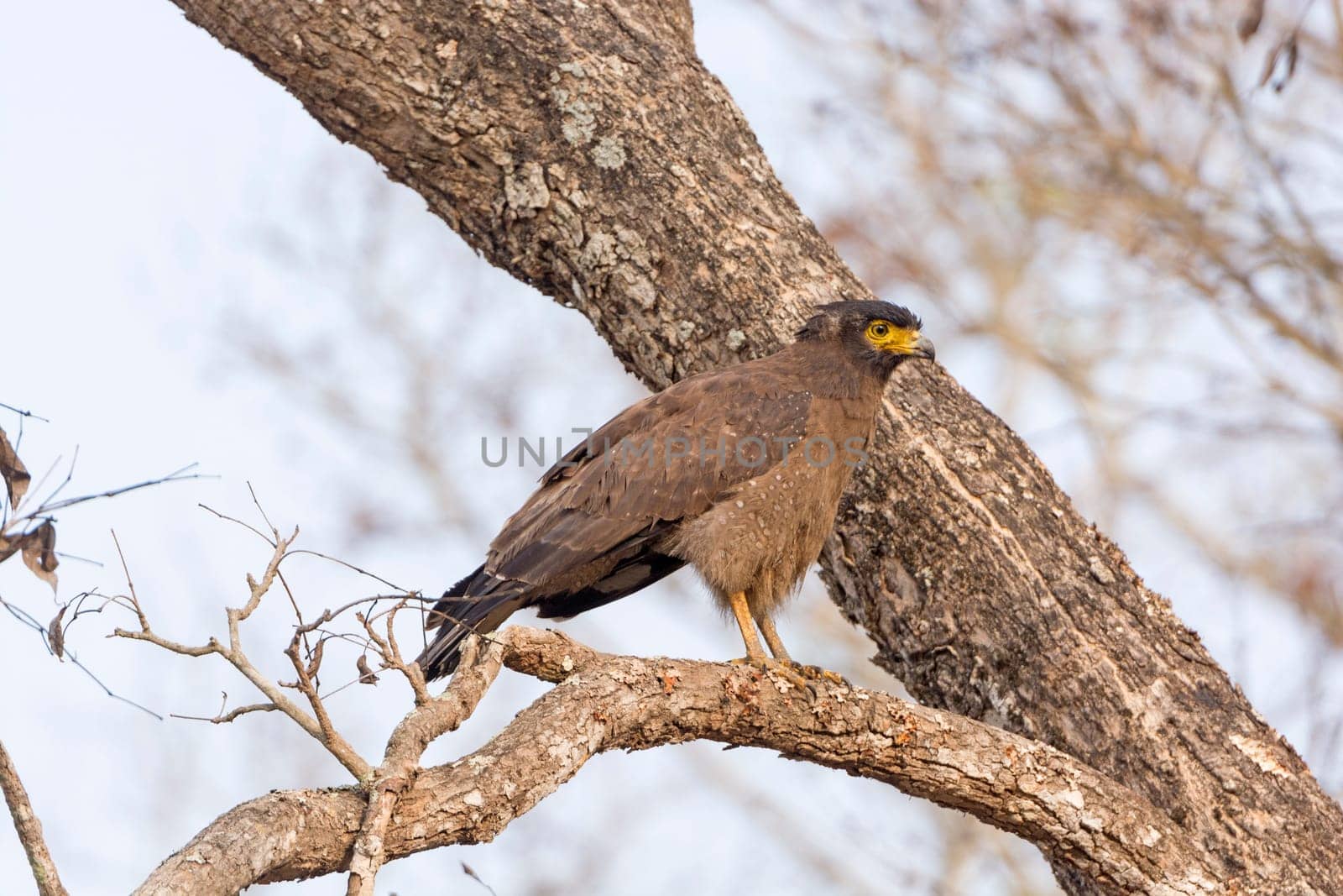 Crested Serpent Eagle in a Tree in Nagarhole National Park in India