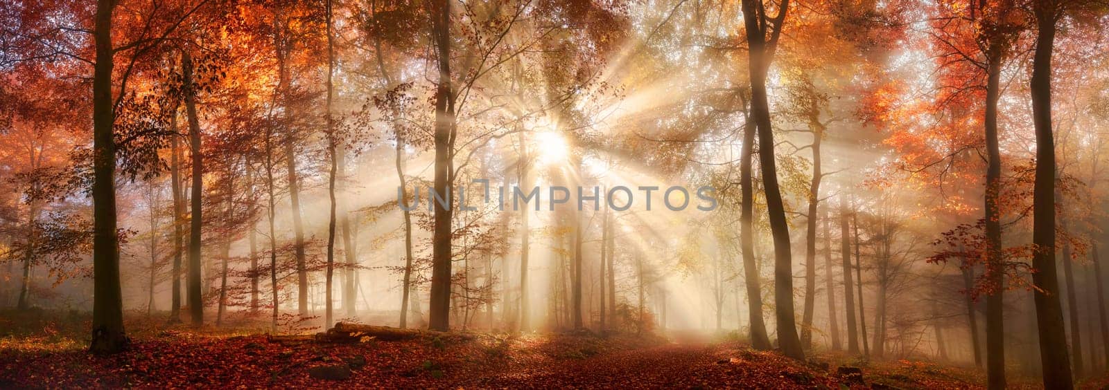 Rays of sunlight in a misty forest in autumn,a panorama with magical atmosphere and warm colors