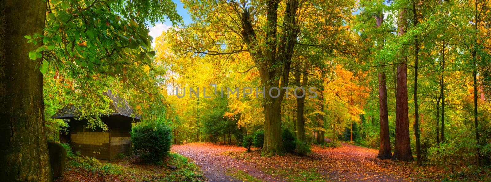 Picturesquely colourful autumn in a beautiful nature park in soft light