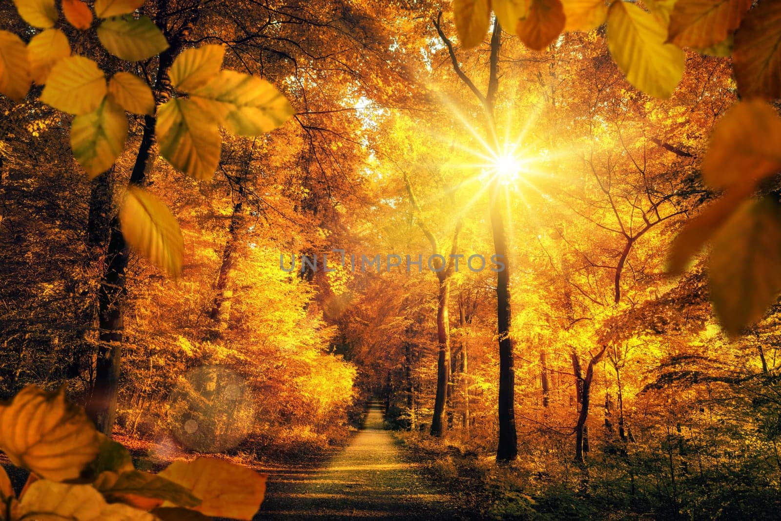 Gold autumn scenery in a forest,with the sun casting beautiful rays of light through the foliage unto a footpath