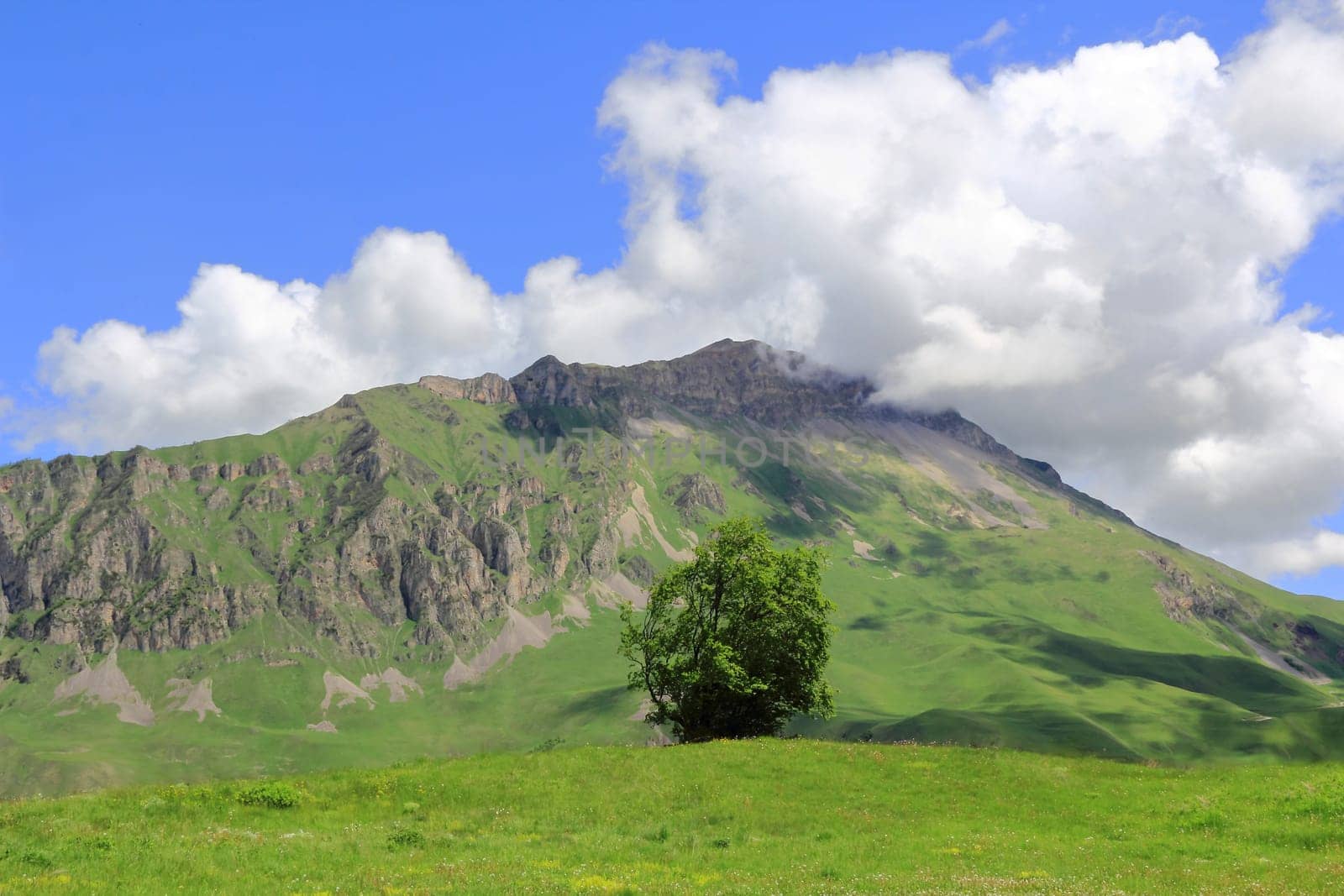 Image of beautiful landscape with green tree