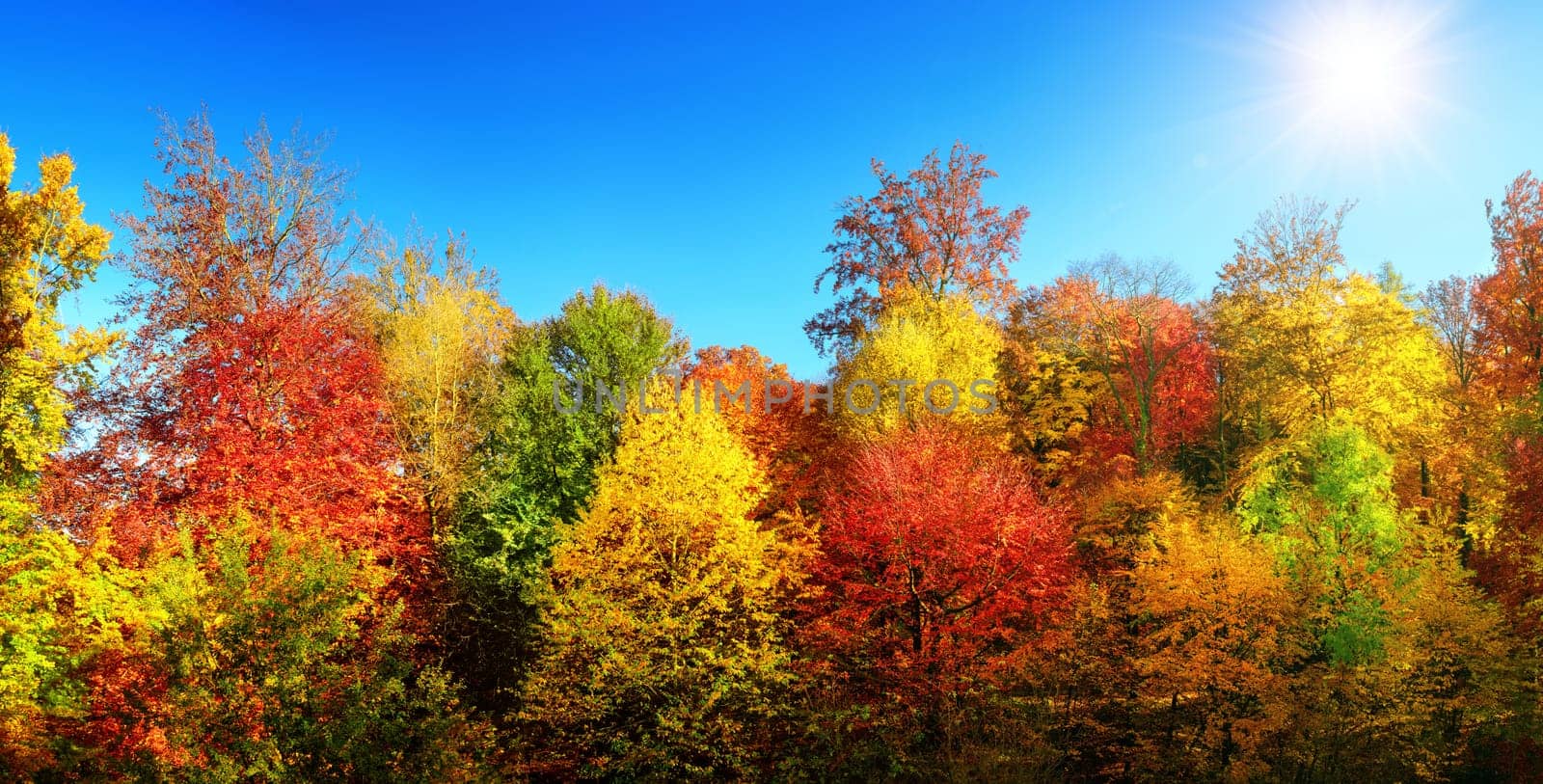 Colorful trees in autumn with sun and bright blue sky