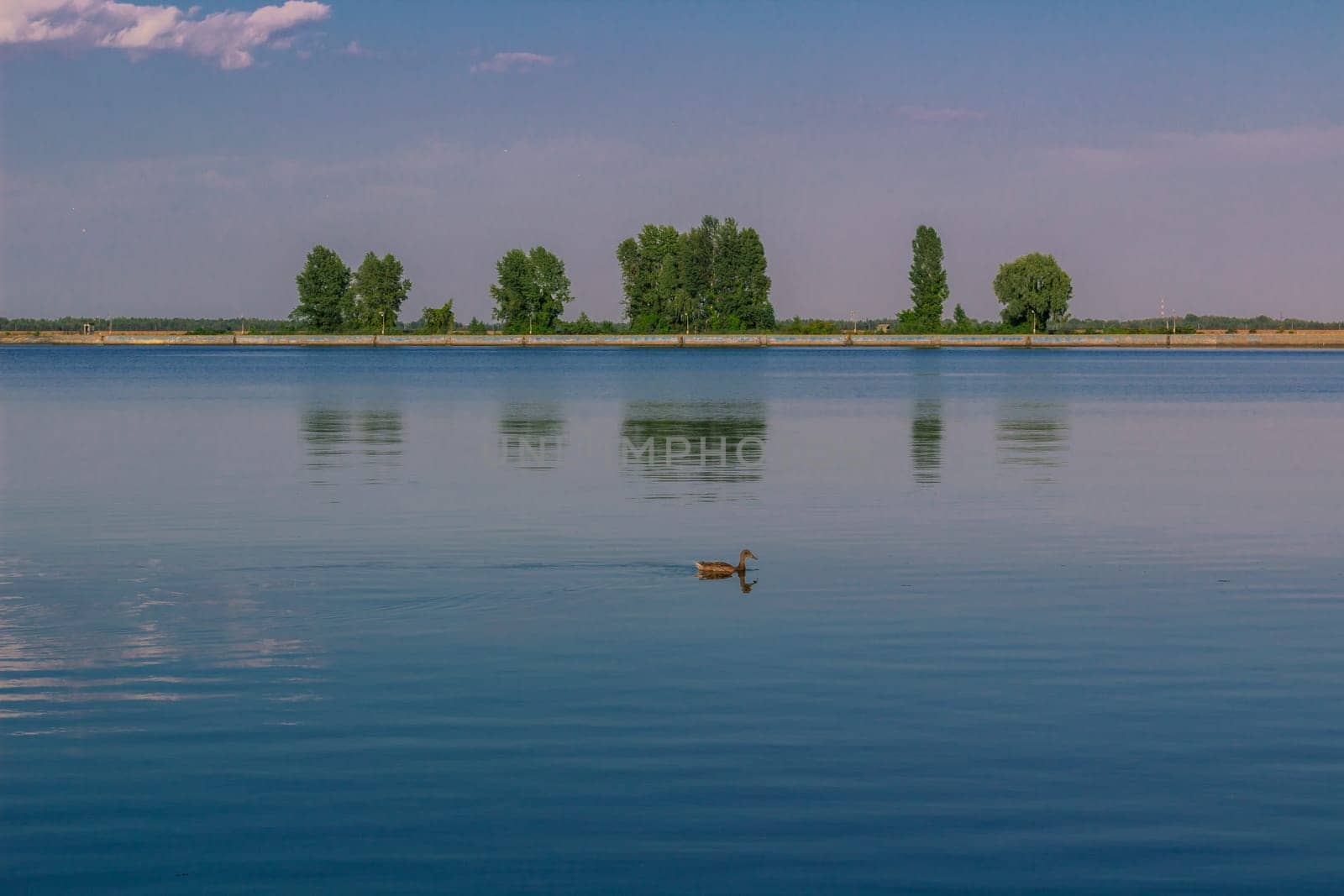 Relaxing water landscape with lonely duck and trees reflection