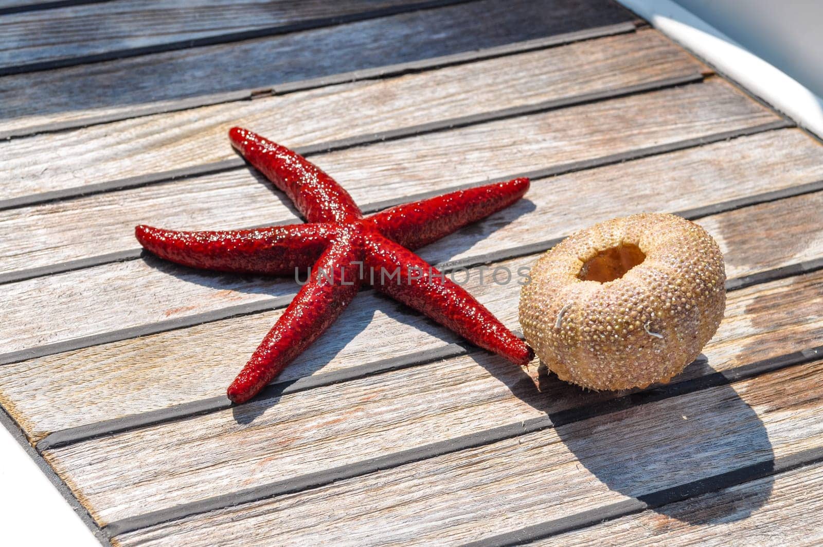 Still life of star fish and seaurchin skeleton on woden background