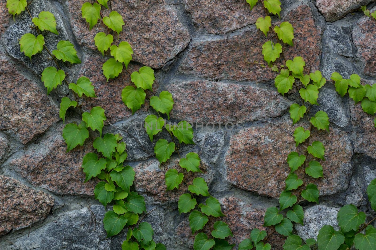 Green ivy climbs on brick wall-  background