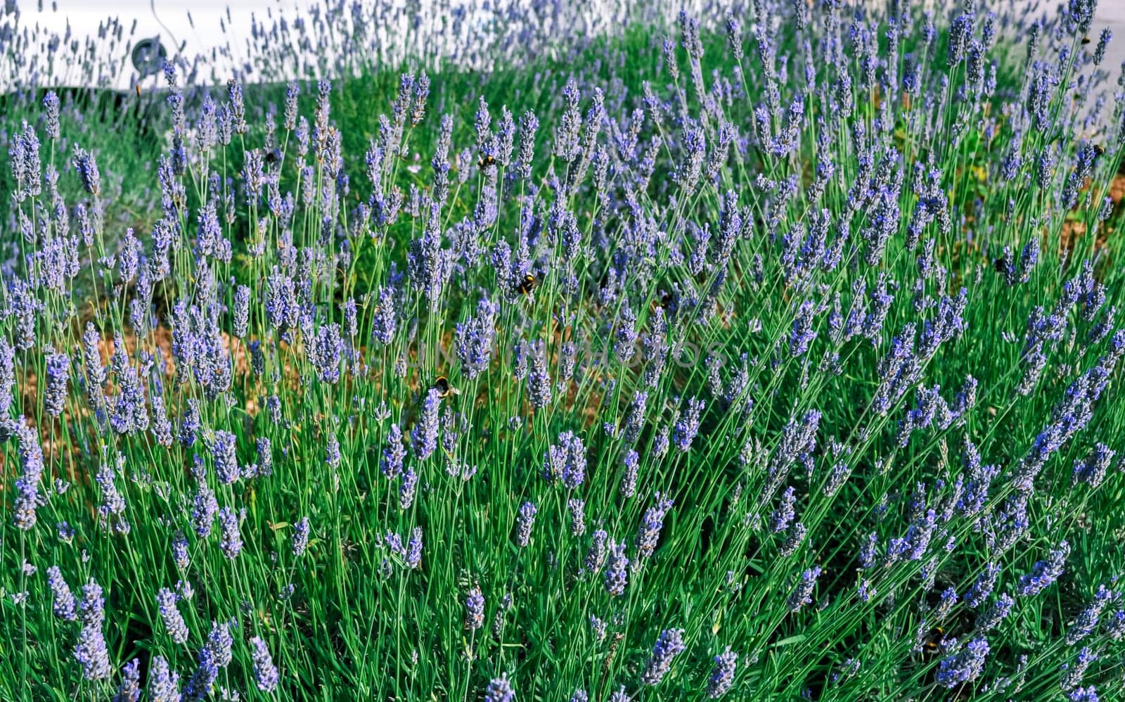 Bumblebees fly in blooming lavender