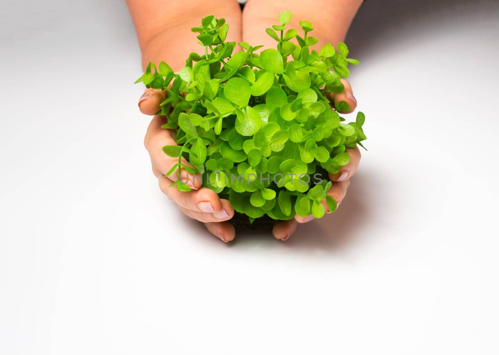 The old female hands holding new green sprout on gray background