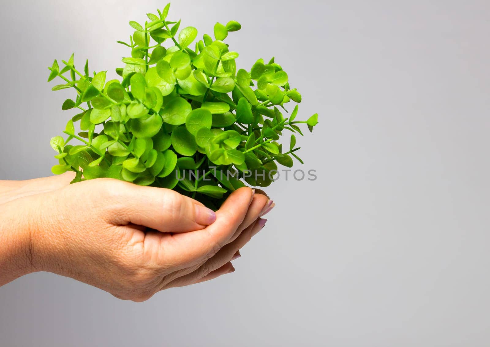 The old female hands holding new green sprout on gray background