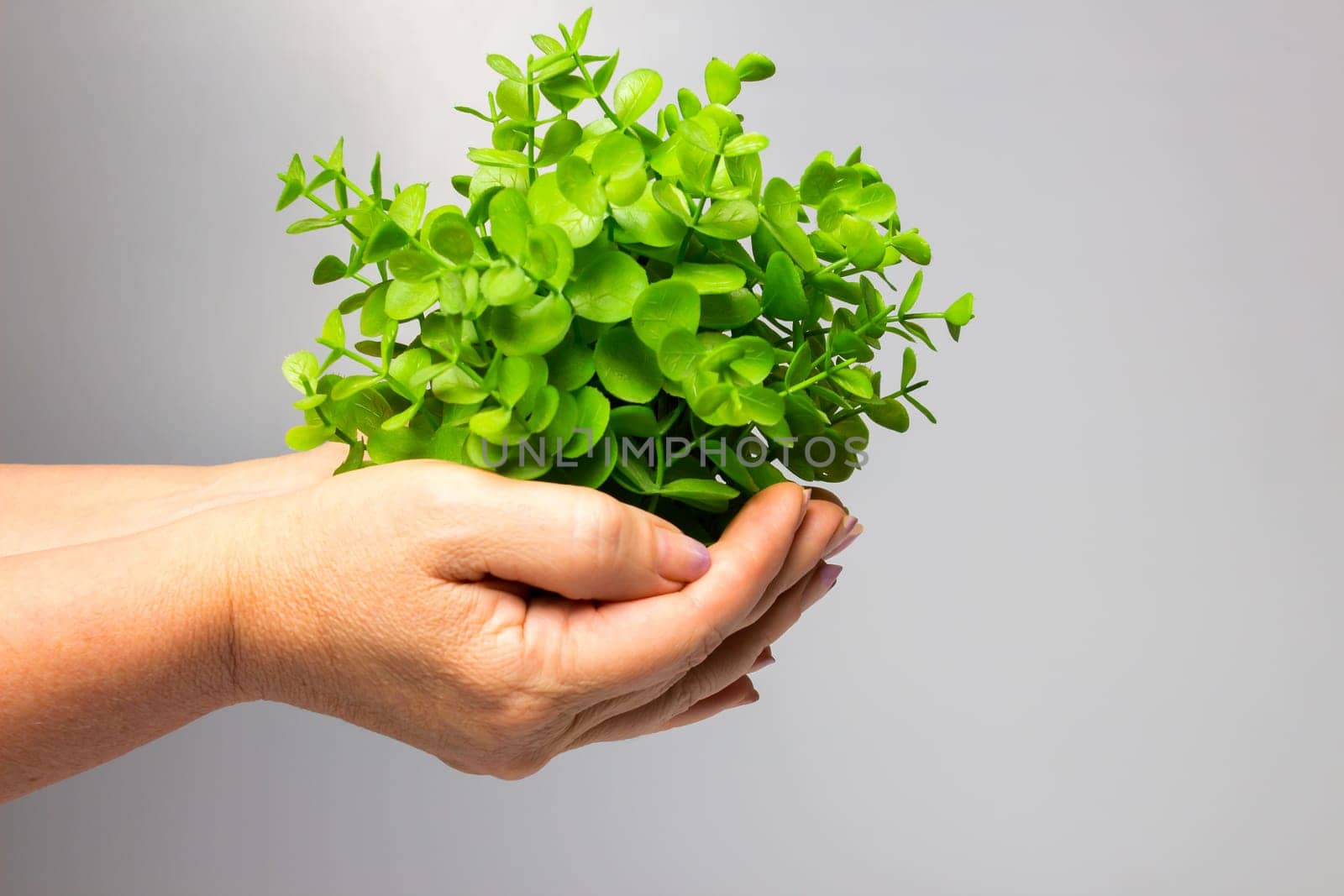 The old female hands holding new green sprout on gray background