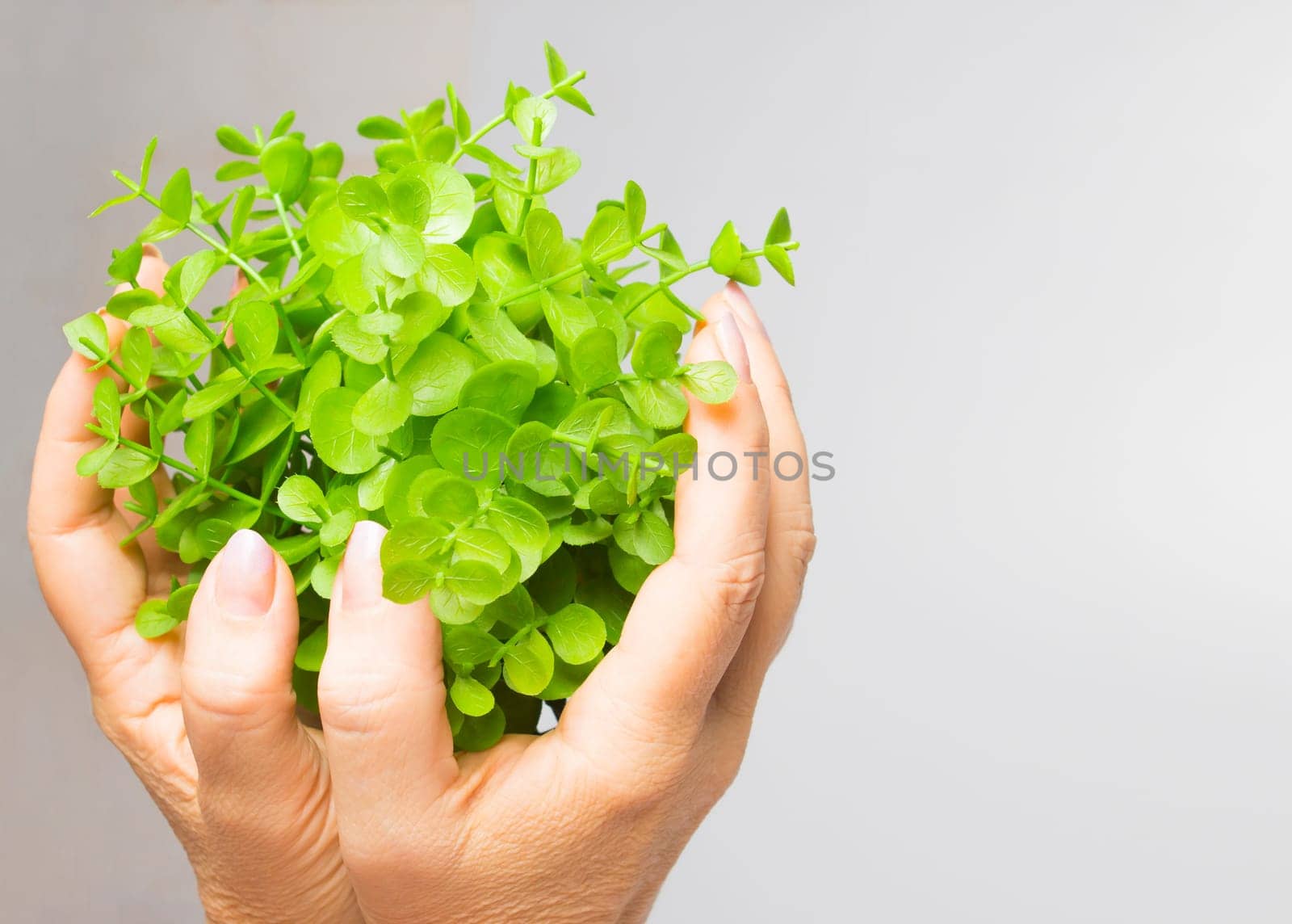The old female hands holding new green sprout on gray background