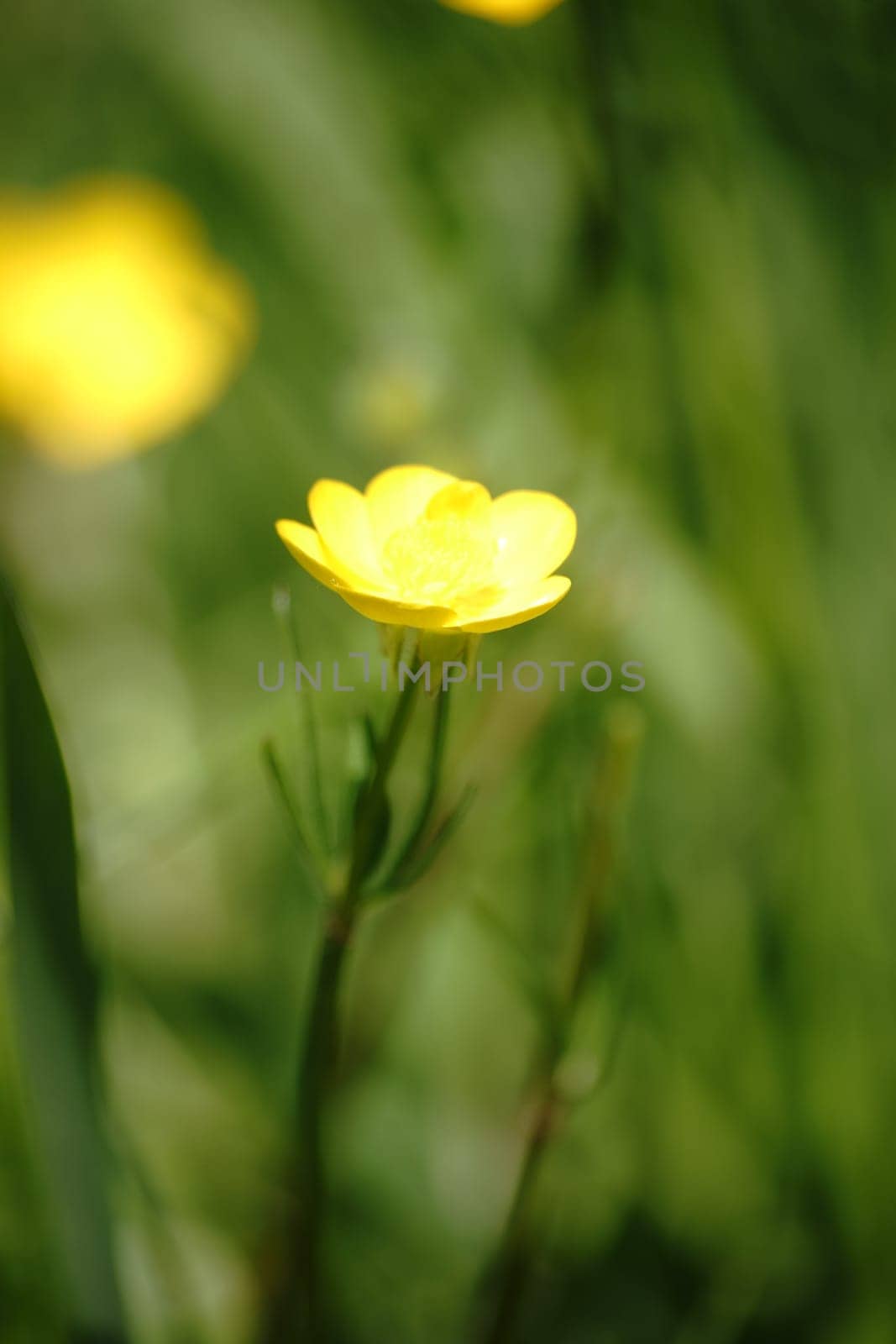 The close-up of a yellow and young marsh yolk flower.