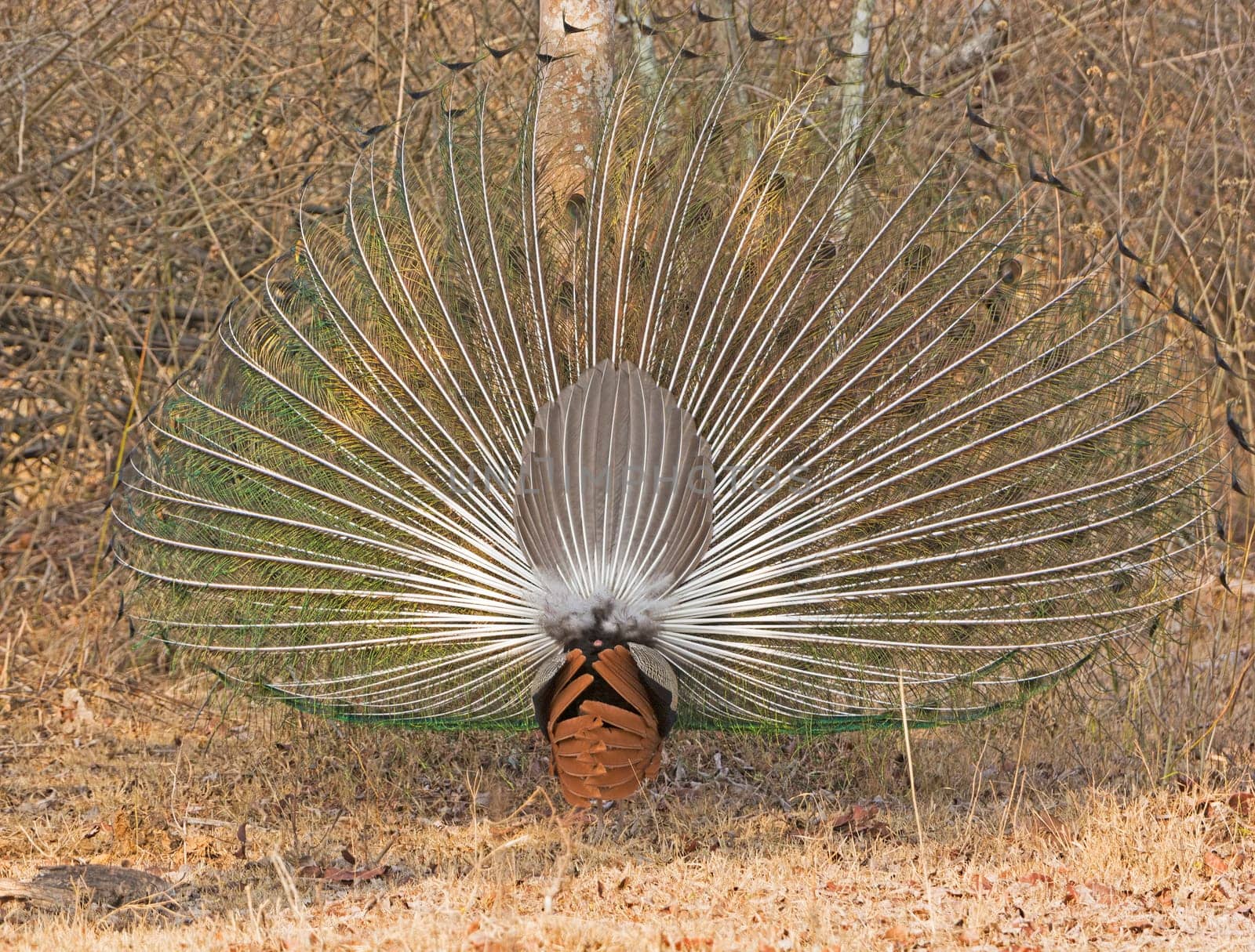 Rear View of a Peacock Displaying in Nagarhole National Park in India