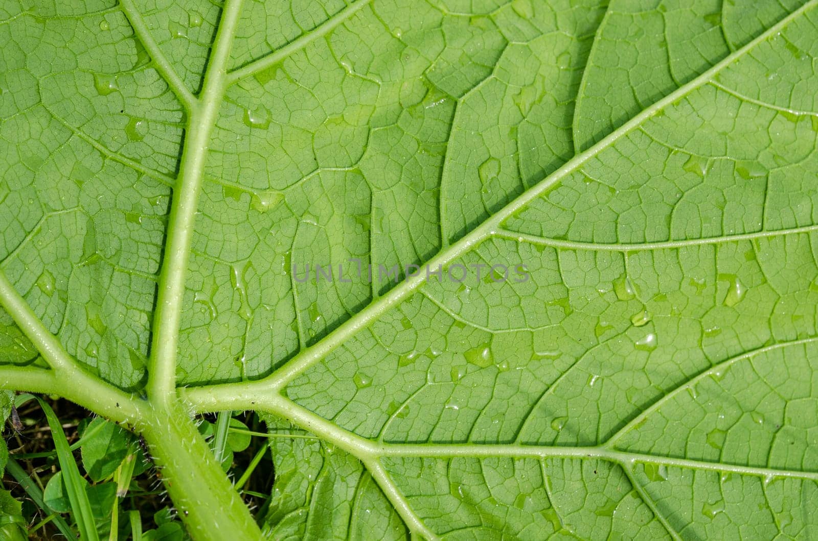 Green leaf with water droplets after rain