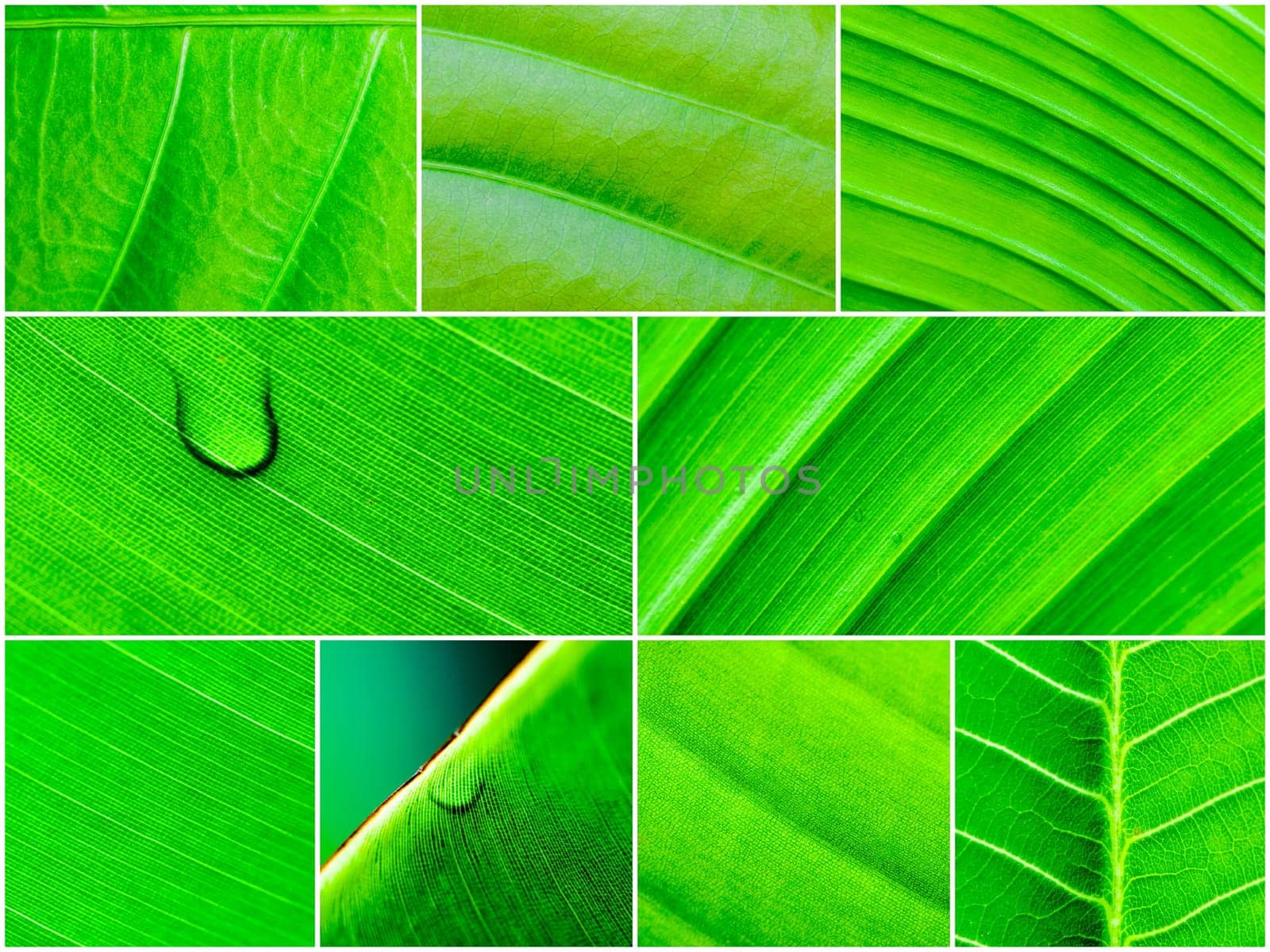 Photo collage of Macro shot of green leaves, nature pattern background