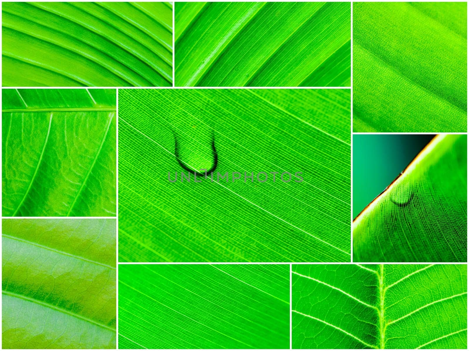 Photo collage of Macro shot of green leaves, nature pattern background