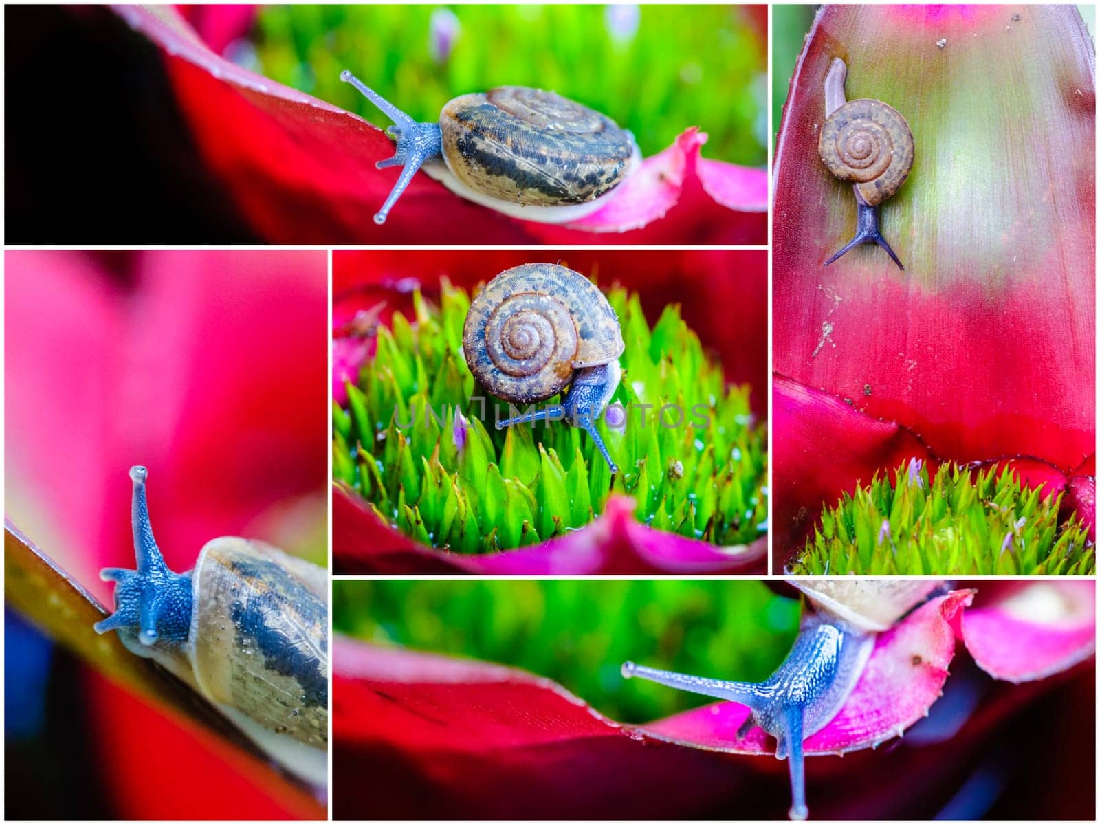 Photo collage of Macro shot of a snail on an colorful exotic plant