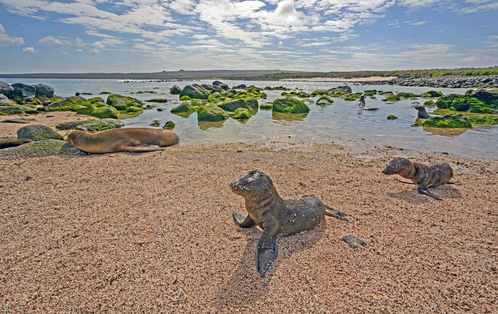 Galapagos Sea Lions on a Remote Beach on Espanola Island in the Galapagos