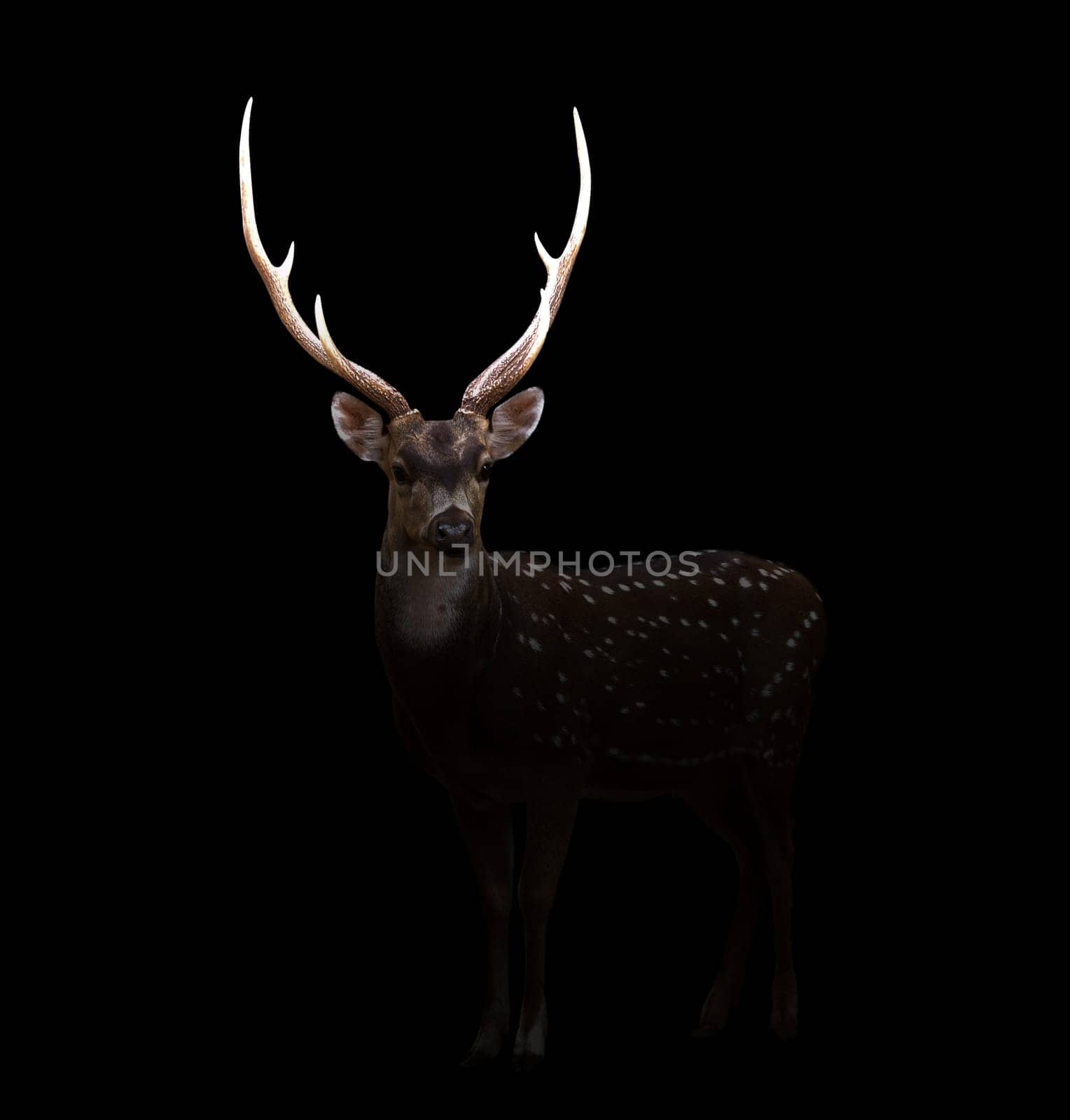 axis deer in the dark with spotlight