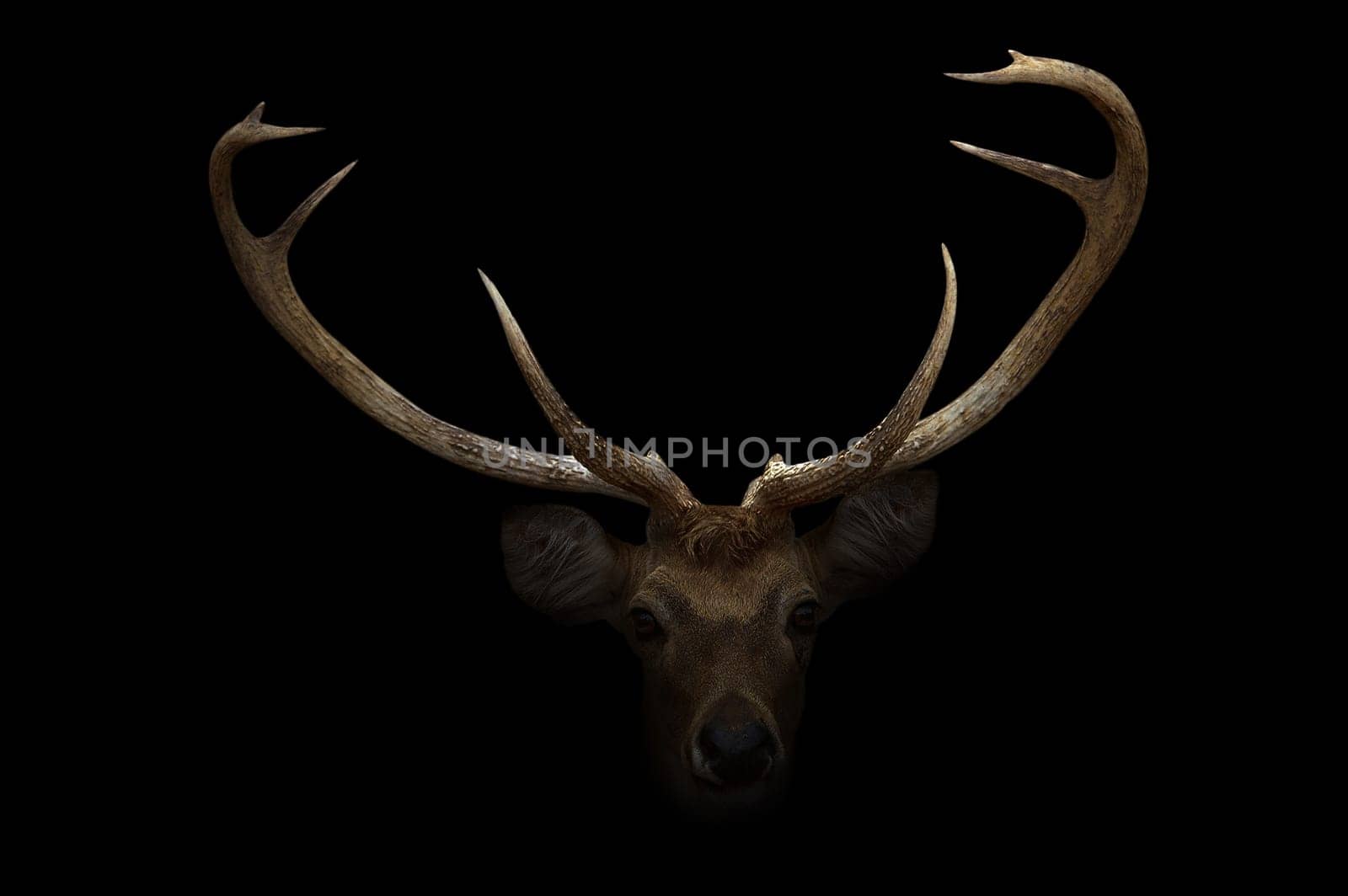 elds deer in the dark with spotlight