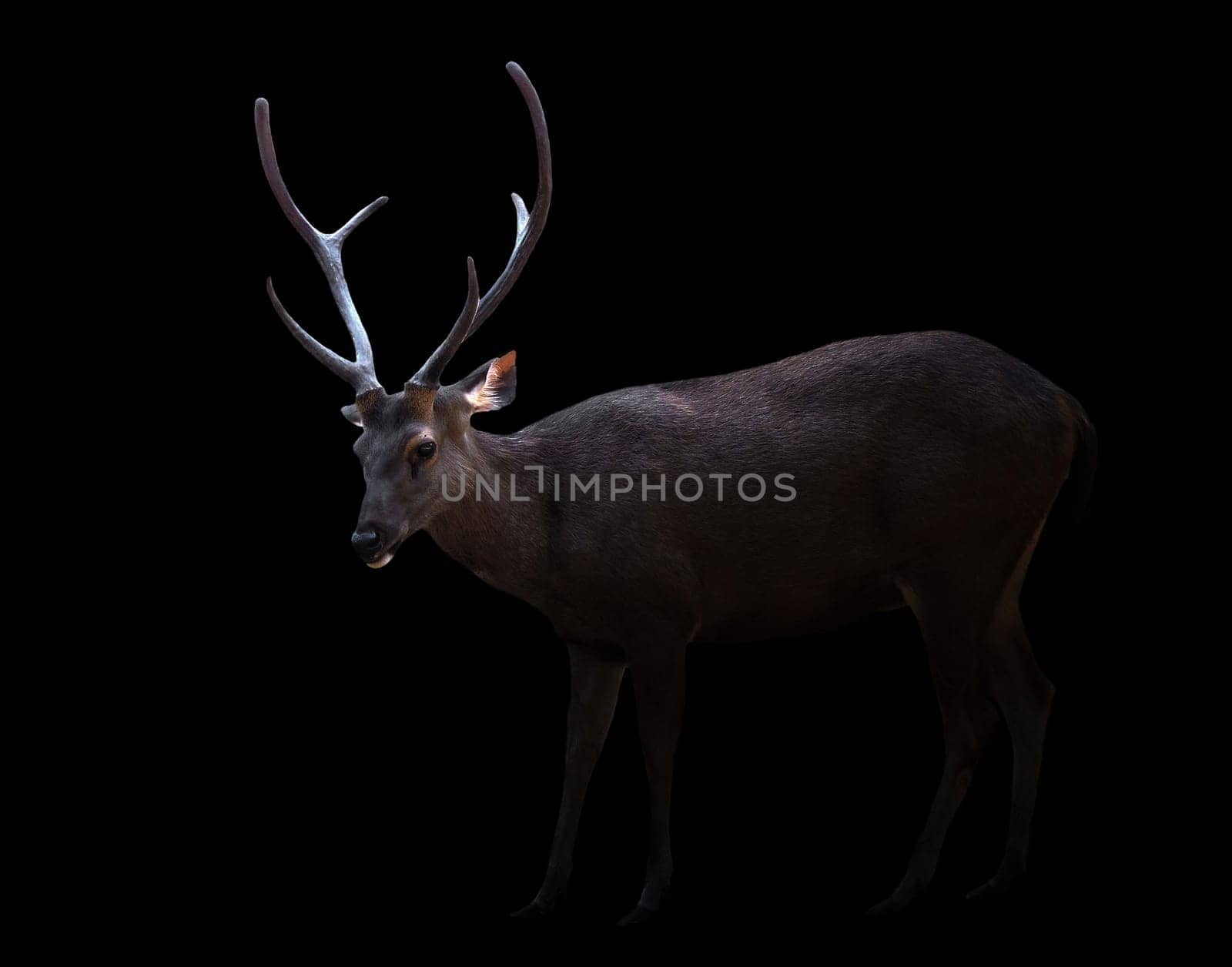 sambar deer in the dark with spotlight