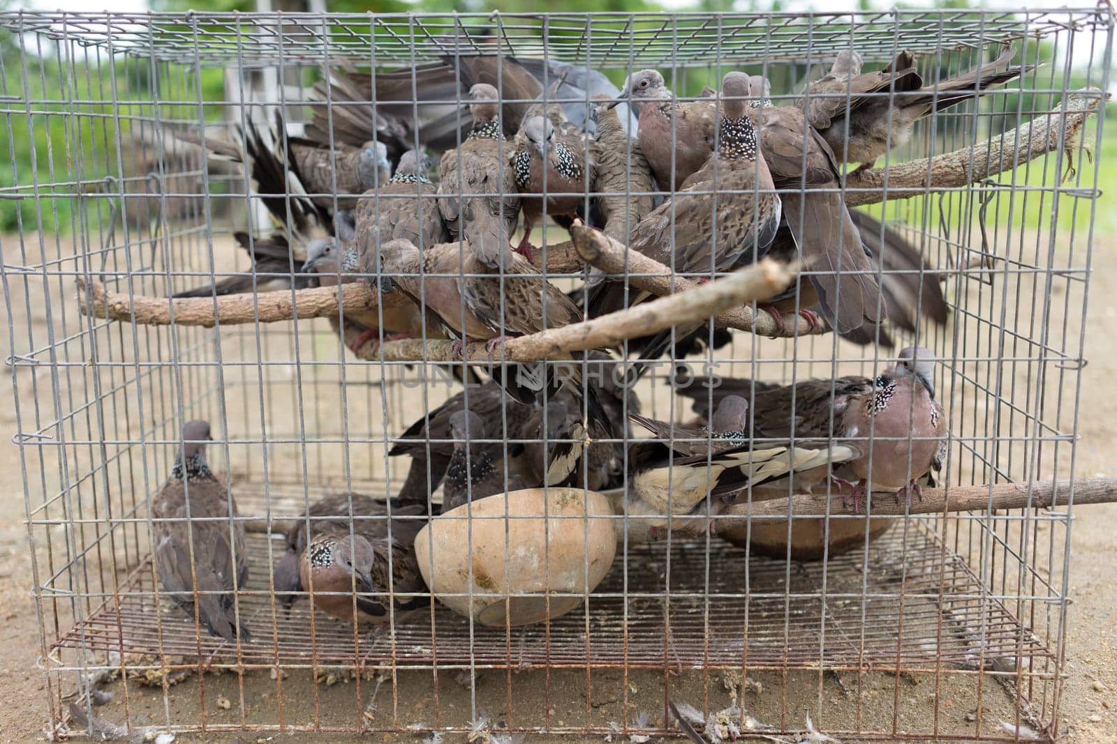 group of pigeon stay tightly in cage