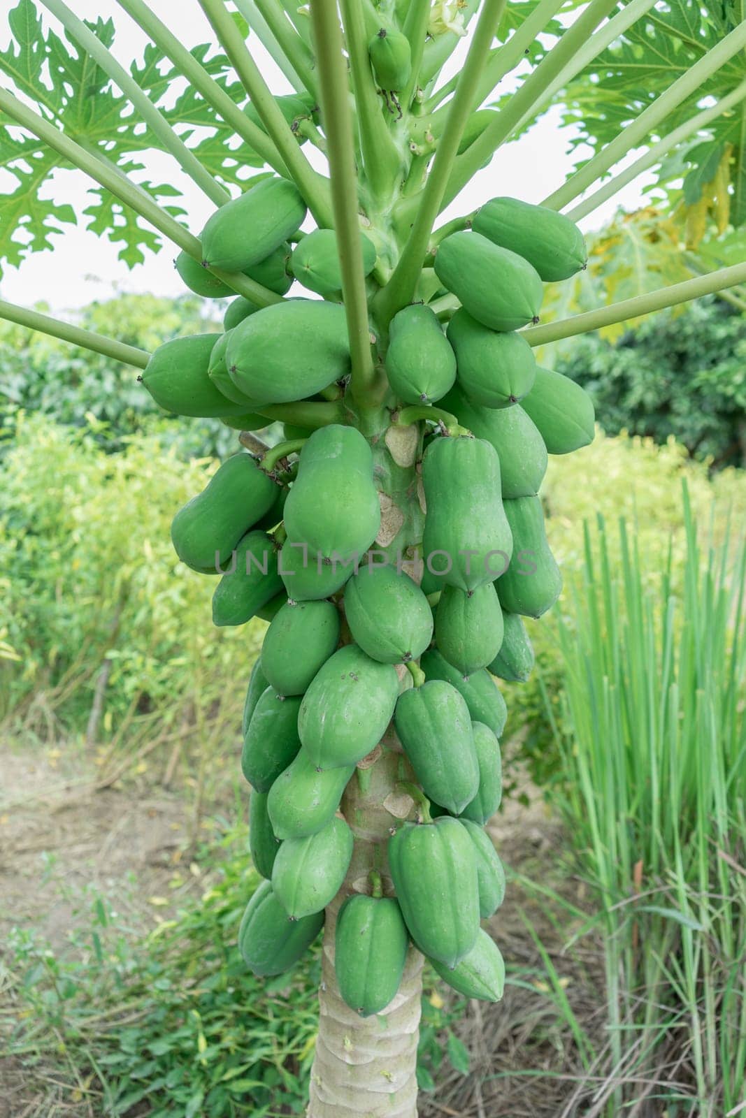 fresh papaya tree with bunch of fruits