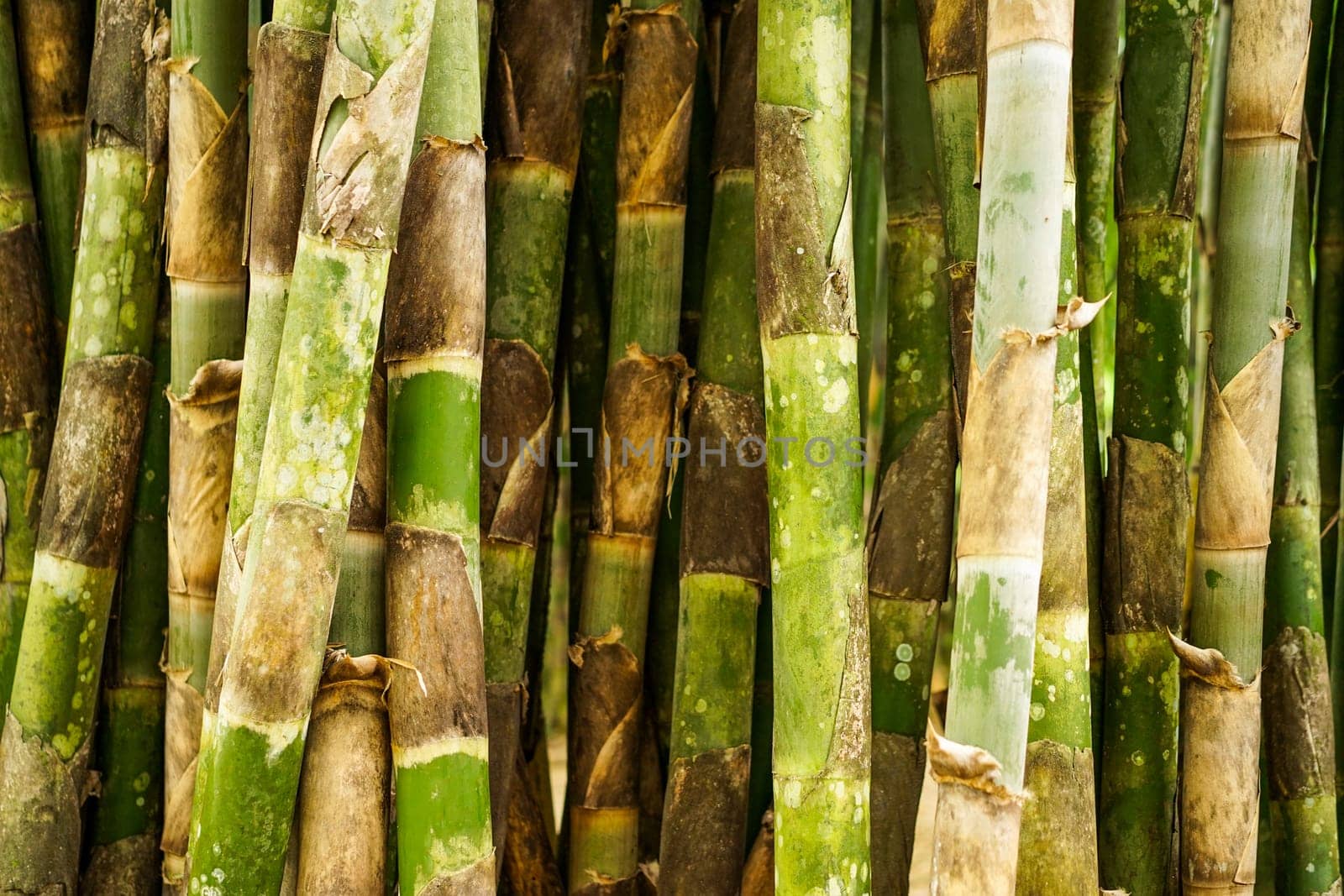 Bamboo forrest close up, Fence of stalks growing close