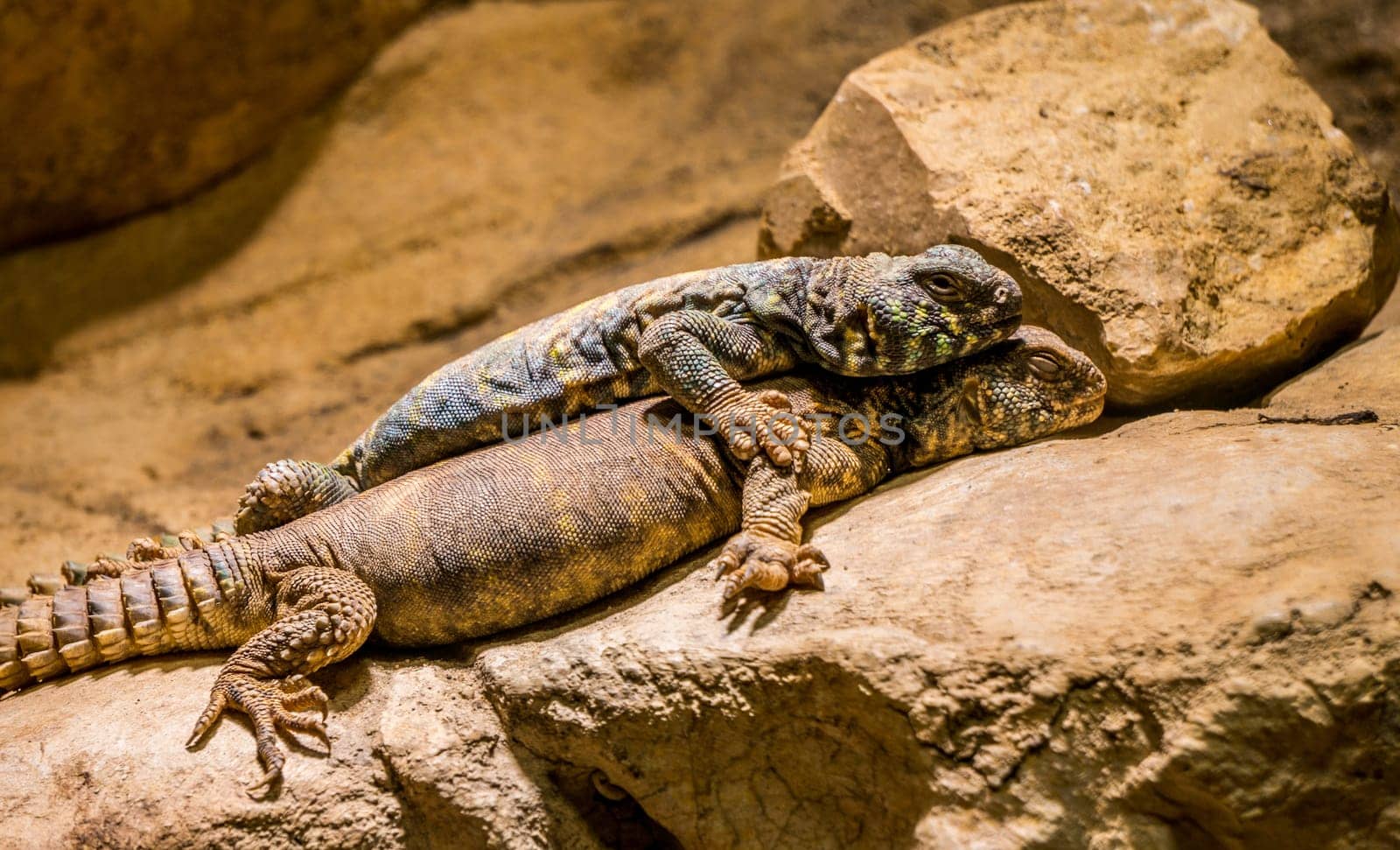 a blue Spiny Lizard and one Gila Monster lying together on the stone